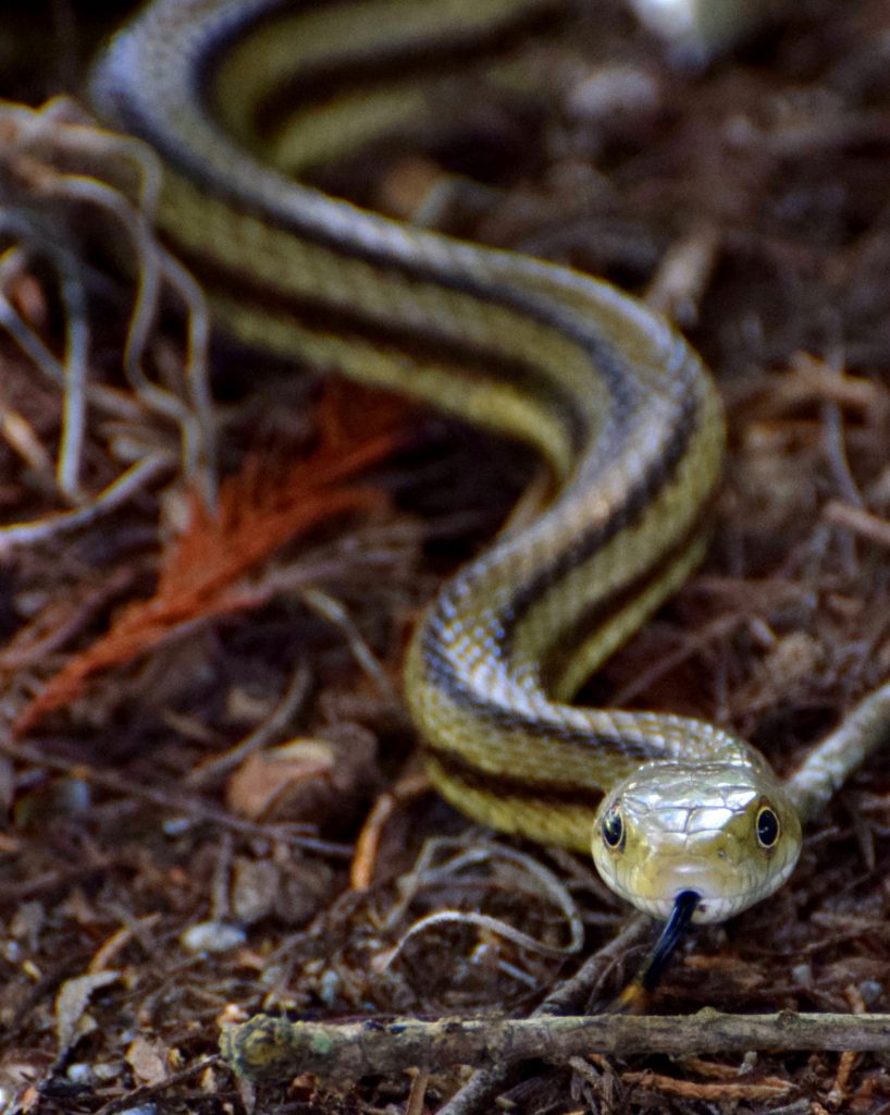 Yellow rat snake
Photography courtesy of Michael Summer, SCWF