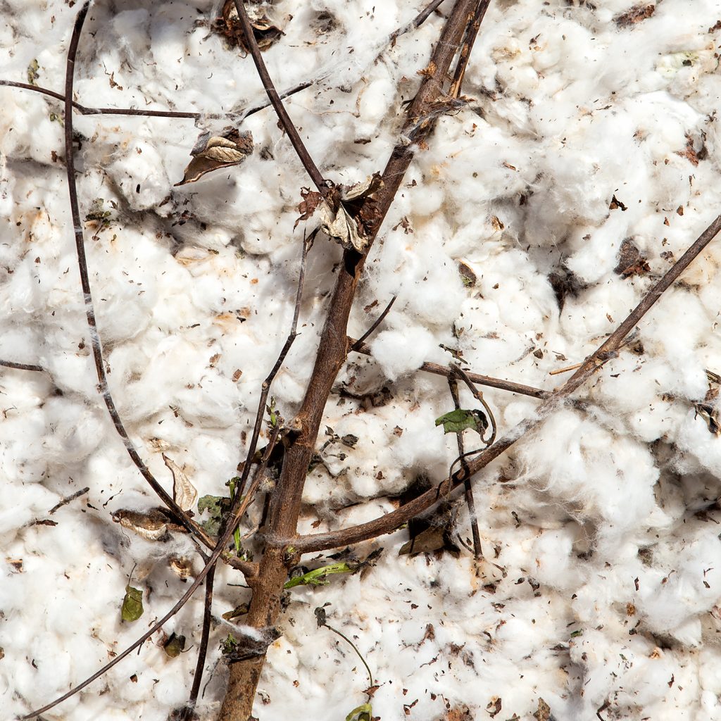 Ginning Needed — Leaf debris and plant stems contaminate harvested cotton, but once ginned and cleaned, the cotton is ready for manufacturing garments, blankets, and linens. 