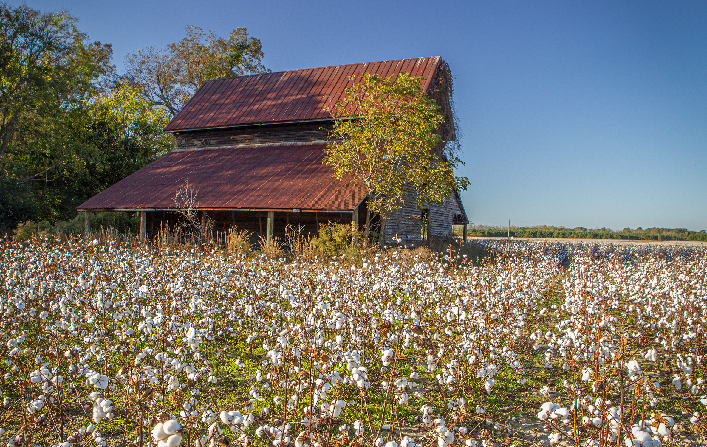 Back in Time — Another year passes for this abandoned barn, which likely was a tobacco leaf drying barn in years past. The demise of tobacco farming led to more cotton and soybean farming in South Carolina.
