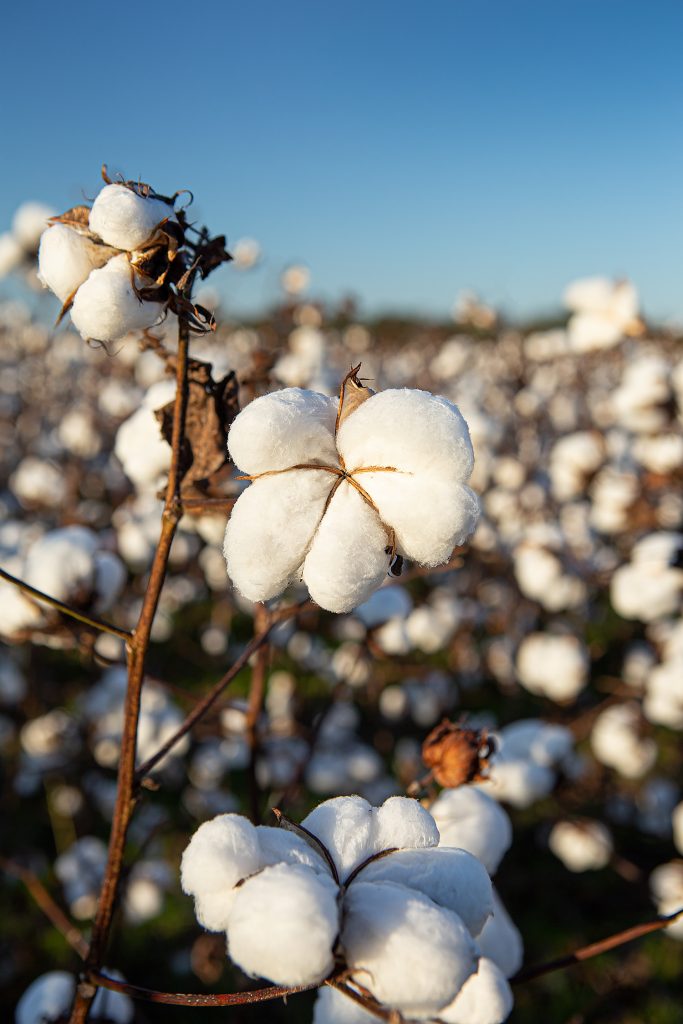 Cotton Bolls — Months of effort, money spent, and watching the weather fade from the farmer’s memory when a healthy boll of cotton shines under October’s sun.
