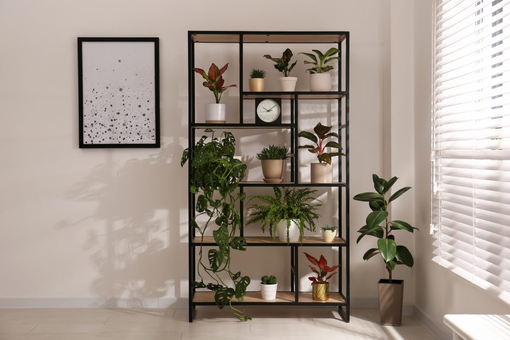 Shelving unit with collection of beautiful houseplants indoors