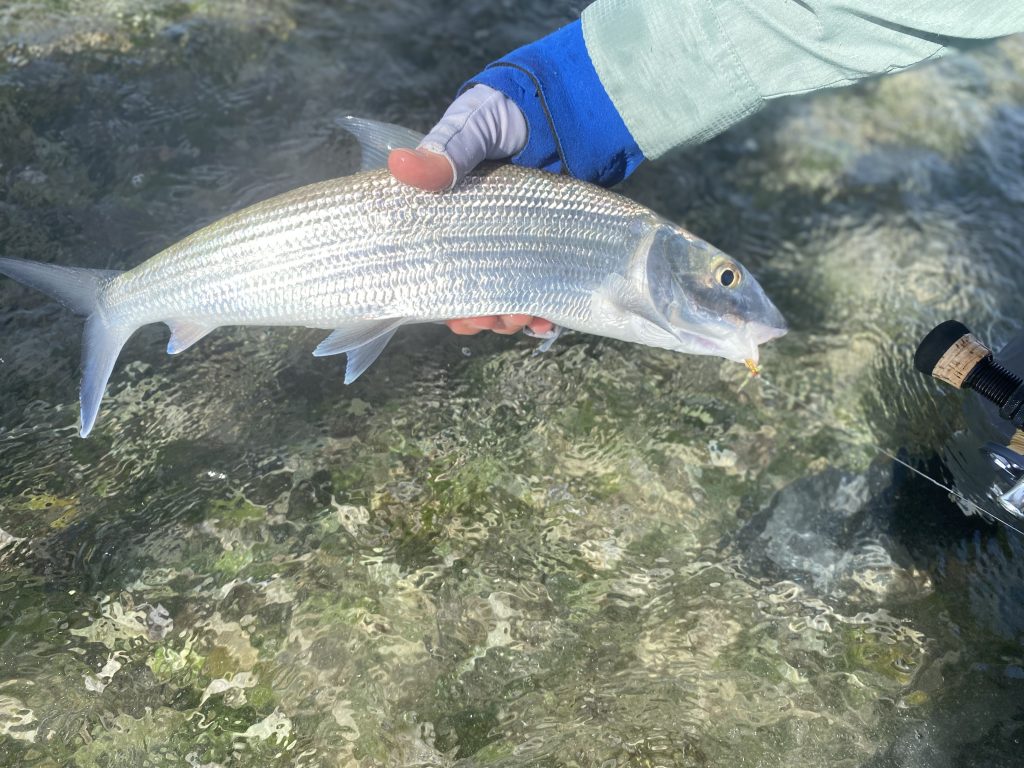 Bonefish are very hard to see in the water due to their mirror-like scales that reflect light. Known as the “gray ghost,” bonefish can disappear right in front of your eyes. Photography courtesy of Gordon Ewing
