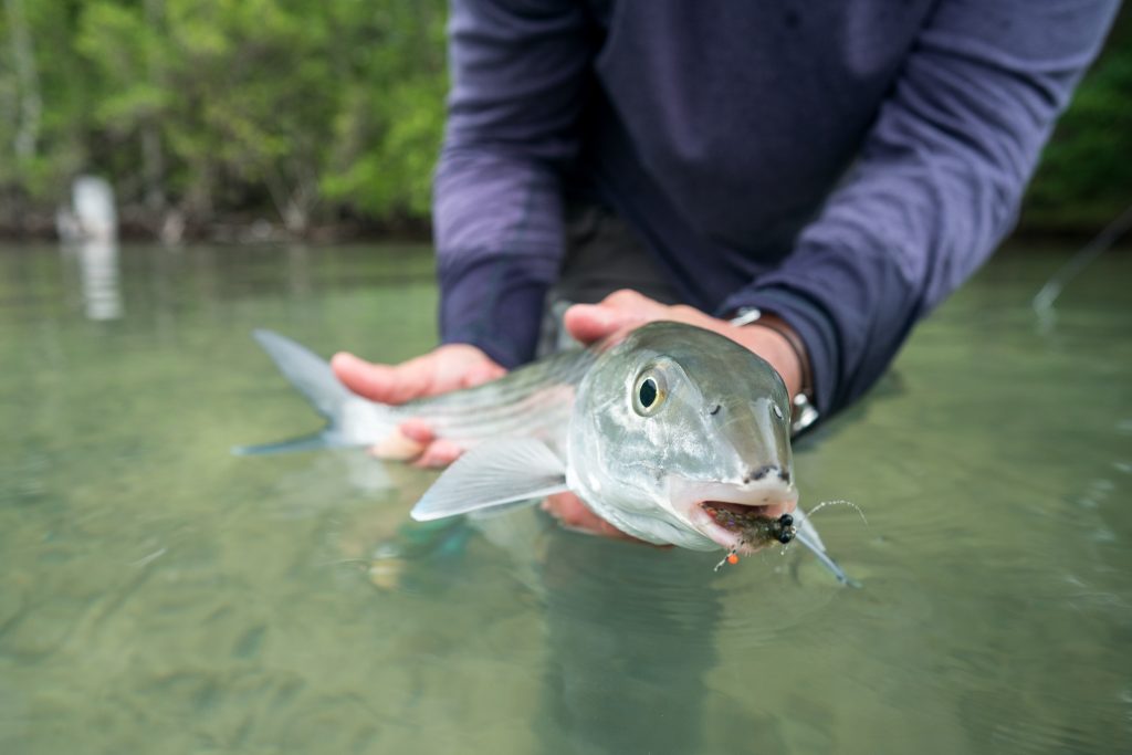 Pound for pound, a bonefish is one of the strongest fish, ripping out line on blazing runs across the flats and making your reel “sing.” Photography courtesy of Nick Swingle