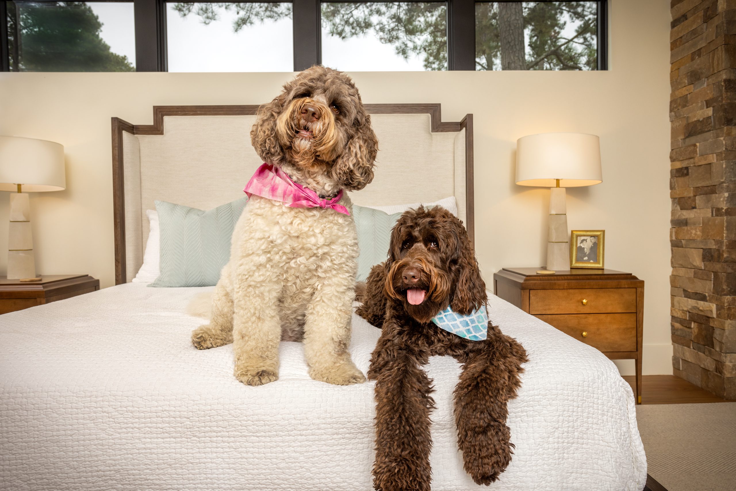  Kay’s companions include 5-year-old Cleopatra the Great and 2-year-old Jax, both Labradoodles. They both love to swim in the pool. Photography by Robert Clark