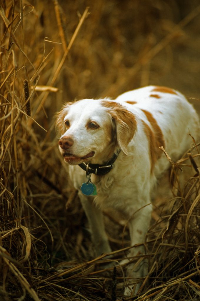 The American Brittany is a great close hunting dog. While the others range far, the Brittany stays close to hunters, usually never out of eyesight. Having a Brittany teamed with a pointer, setter, or GSP is an effective way to cover ground.

