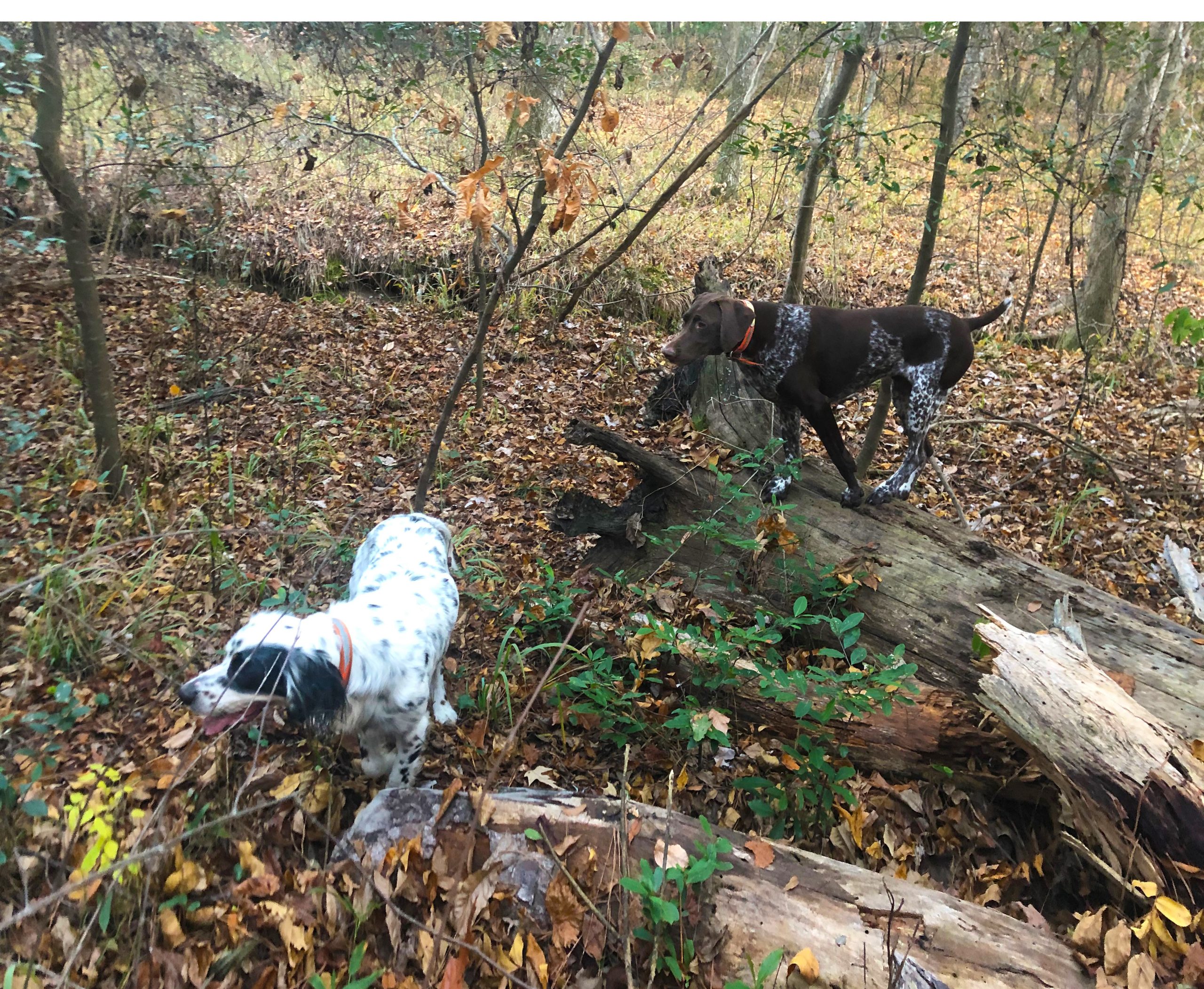 Sam, the setter, has found the birds, and Daisy, the GSP, is honoring the point while perched on a log. 
