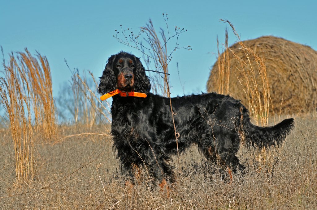 Most Gordon setters have lost the ability to hunt through poor breeding, but a concerted effort is underway to bring them back to the field. They are large, beautiful dogs and do well in cold weather.

