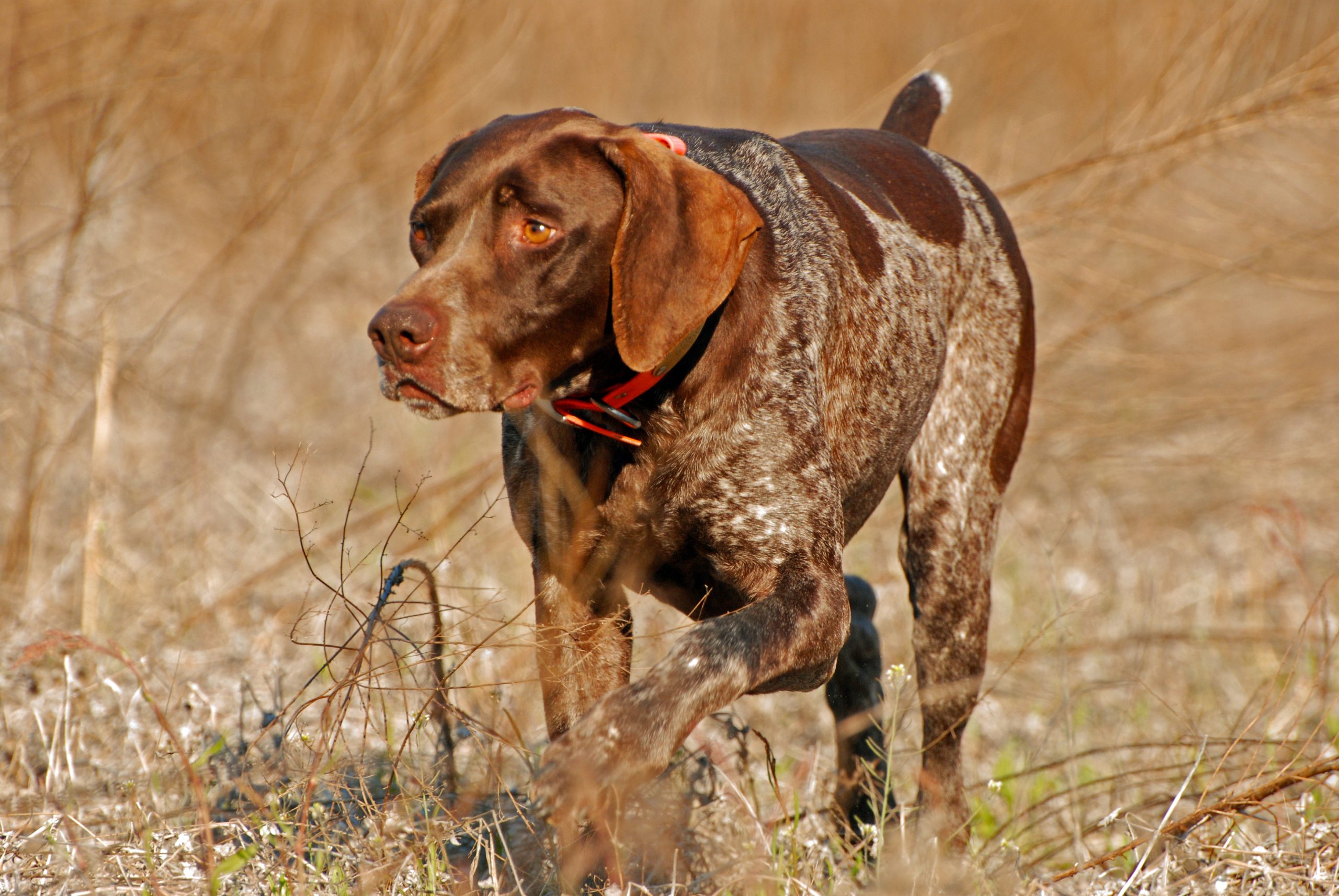 The German shorthaired pointer is a very popular all-around hunting dog. They point, retrieve, track deer, and can hunt all day. 
