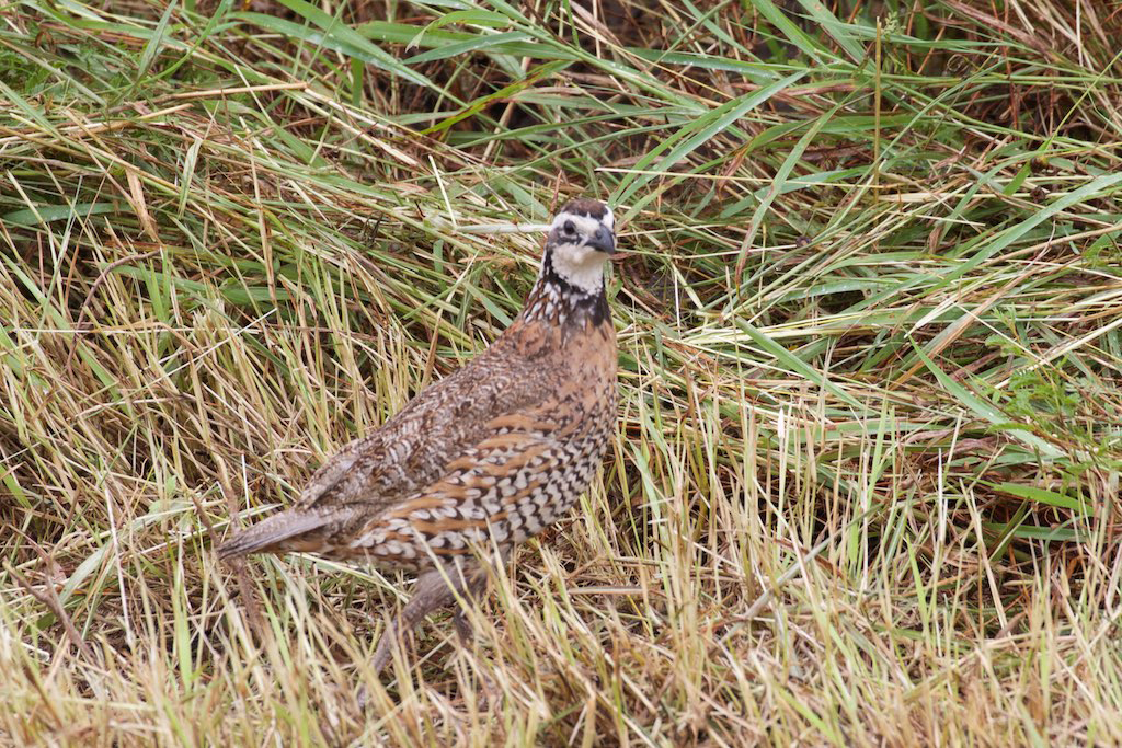 Colinus virginanus, northern bobwhite quail, has brought more hunters to hair-pulling frustration with their explosive and erratic flight than any other game bird. Havilah Babcock described them as 6 ounces of feathered dynamite.