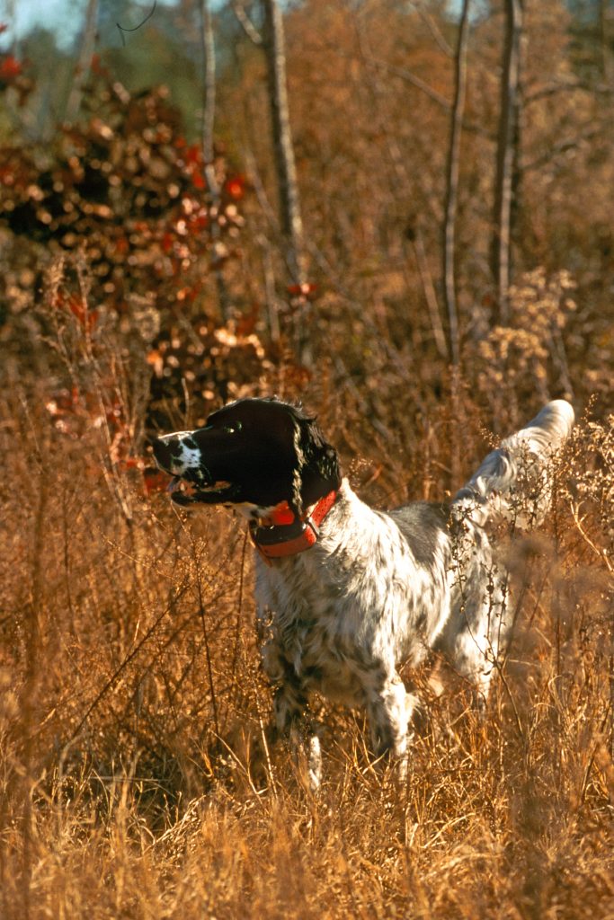 Setters have endearing personalities that make them great house dogs as well as bird dogs. Setters look beautiful coursing through a field, and, with their long hair, the point is magnificent.