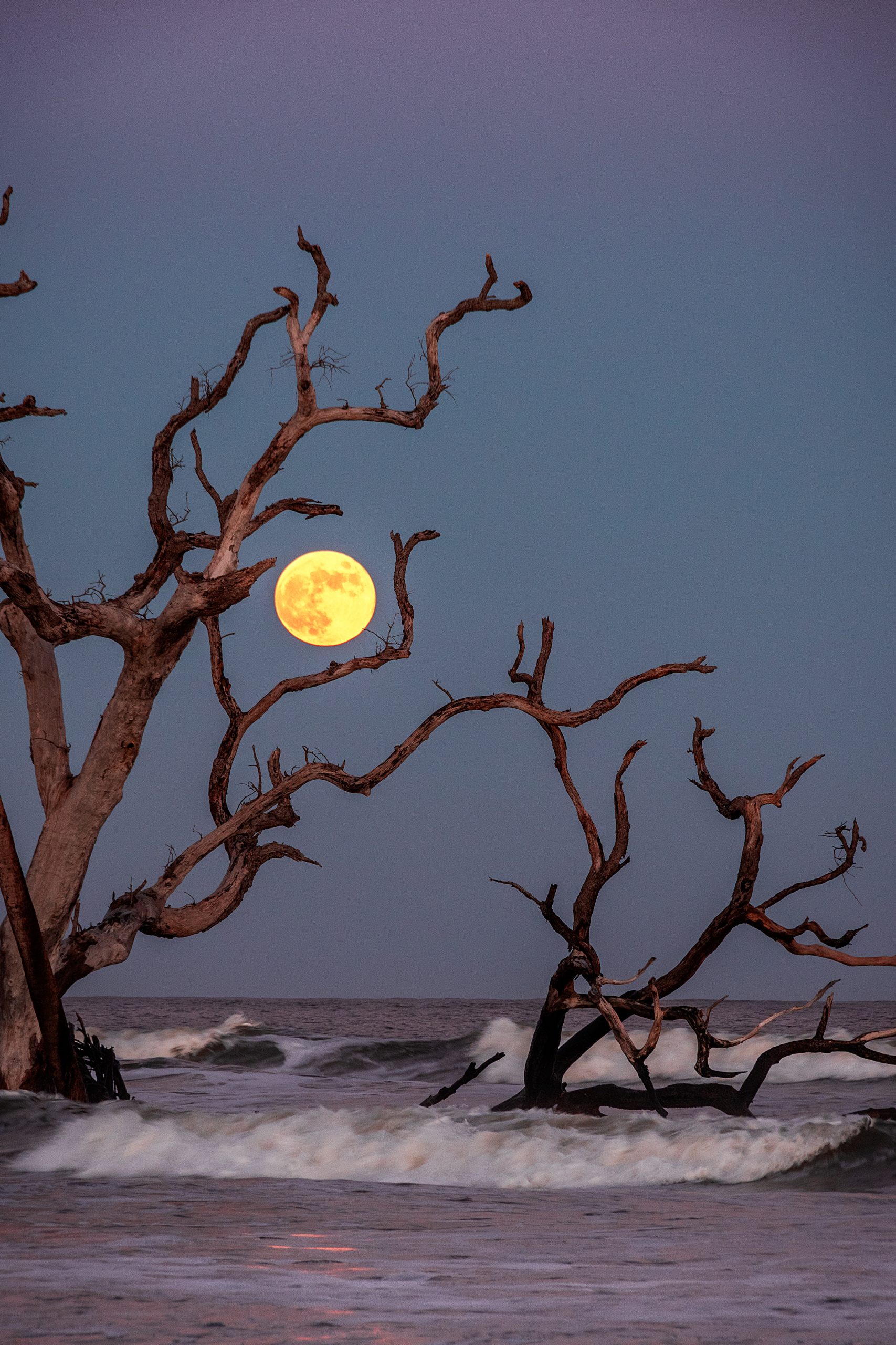 In all likelihood, these boneyard trees along the ocean’s edge were flooded by a full moon king tide years ago. Salt preserves the trees, as they pay homage to twilight’s full moon. 