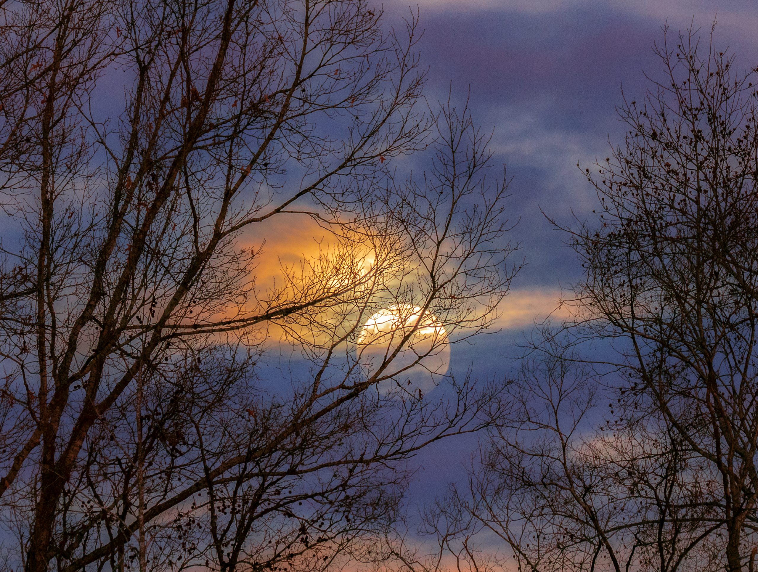 Winter trees frame a rising full moon on a January evening. 