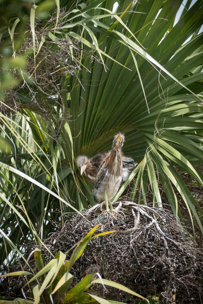  Heron chicks await the return of parents at feeding time. Spanish moss is a favorite material for building and cushioning nests for wildlife.