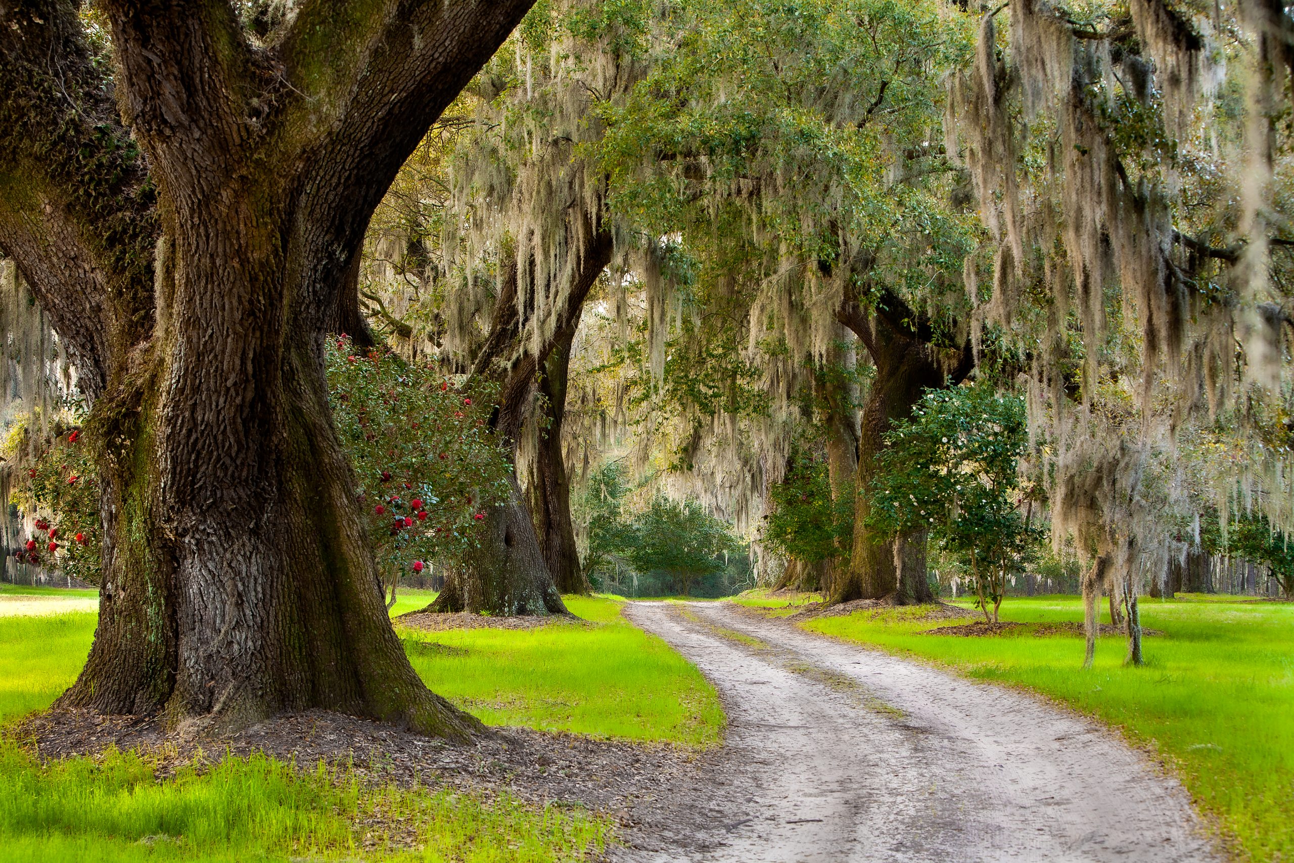 Quiet your mind and soul as you walk along a Lowcountry scene,  enjoying the natural beauty of Spanish moss, live oaks, and heirloom camellias. Nothing could be finer …