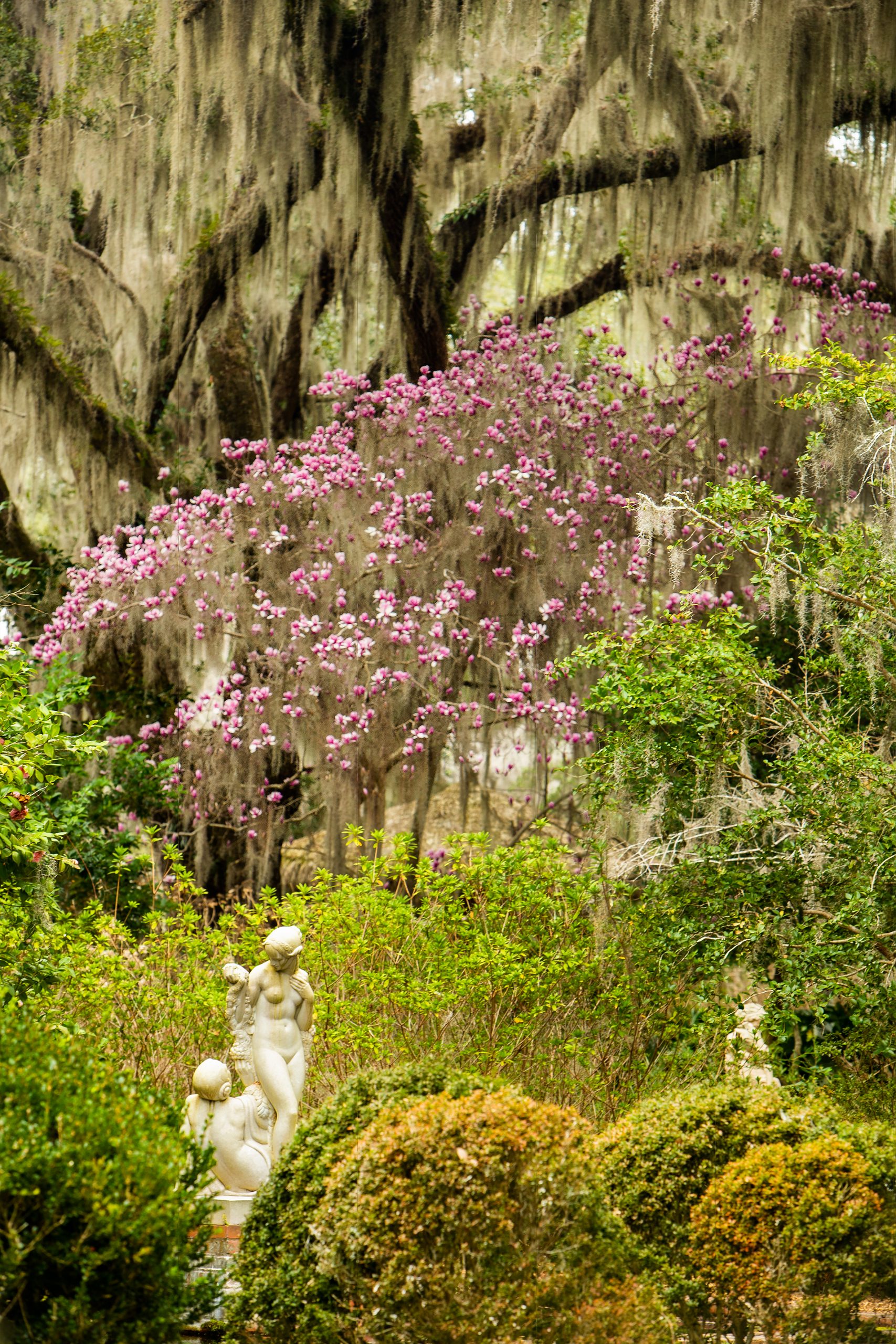 Started as a sculpture garden, Brookgreen Gardens features trees and sculptural displays that provide Spanish moss a backdrop to display nature’s artwork.