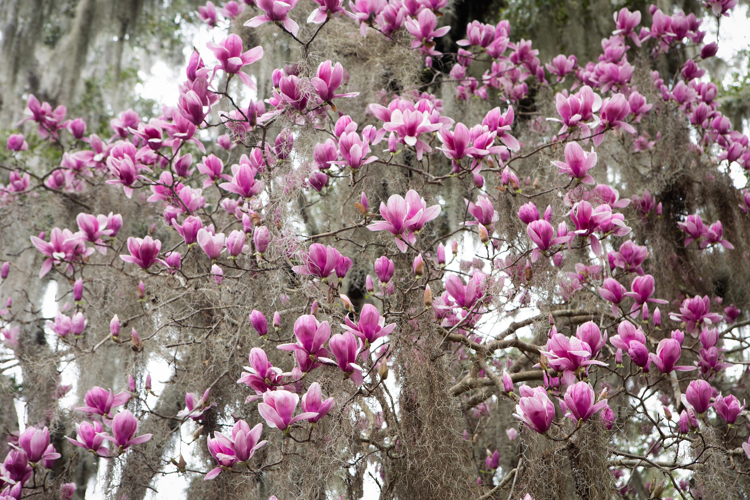 Spanish moss enhances the backdrop of blooming Japanese magnolia flowers.
