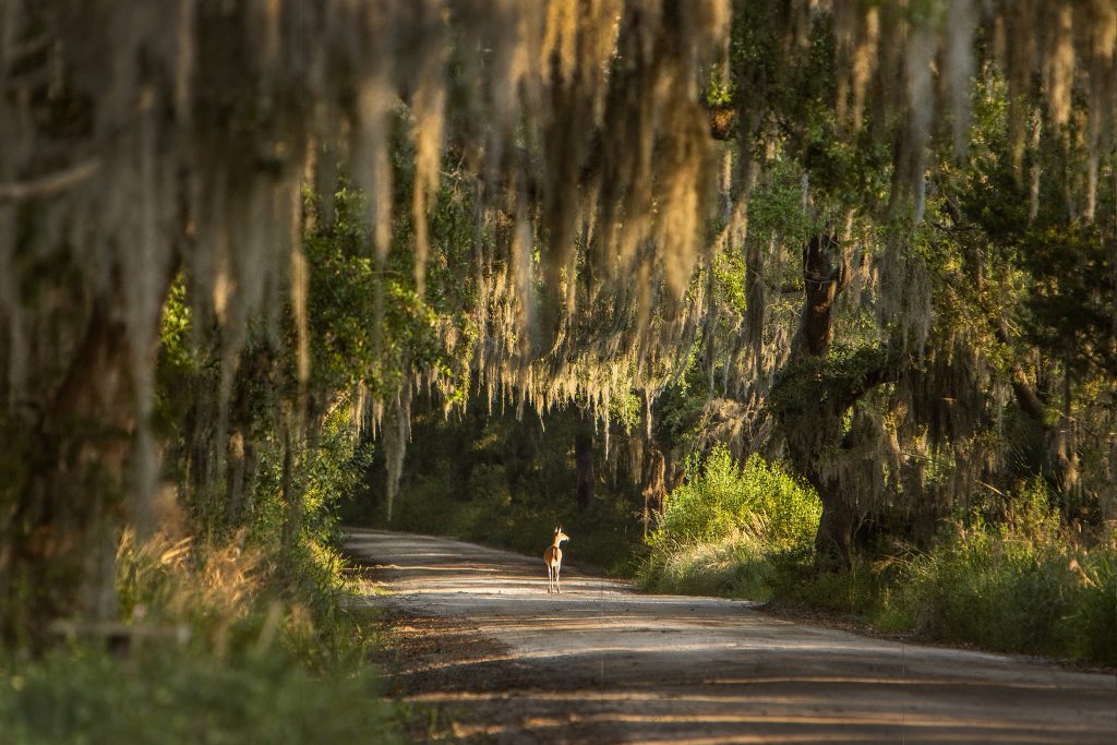 Underneath a canopy of Spanish moss, a deer pauses to enjoy the view on an Edisto Island lane.