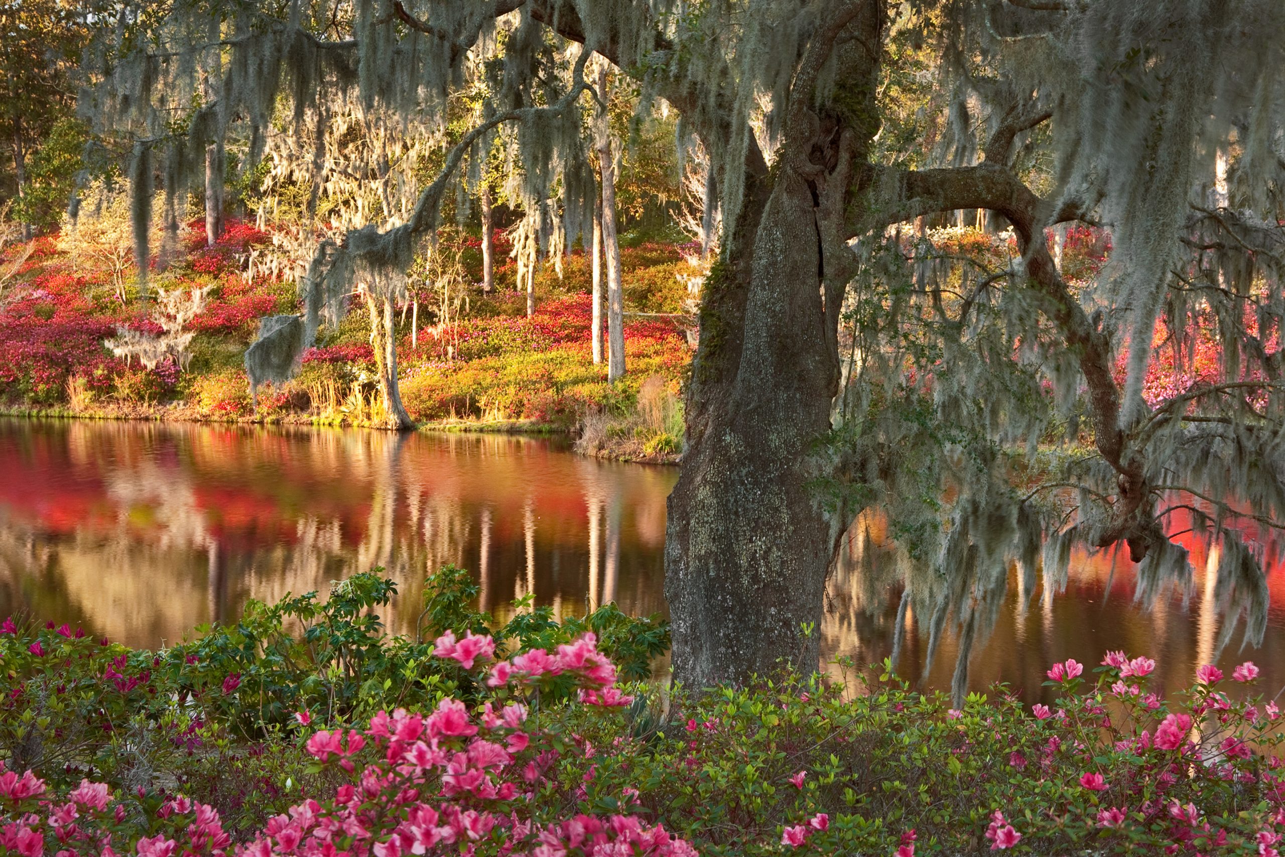 Spanish moss frames ancient oaks and azaleas at a reflecting pond in Middleton Plantation Gardens.