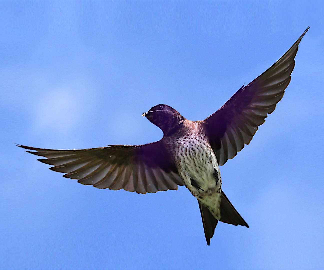 During the midsummer peak, more than 200 boats at a time will visit Bomb Island on Lake Murray for the annual migration of purple martins. 
