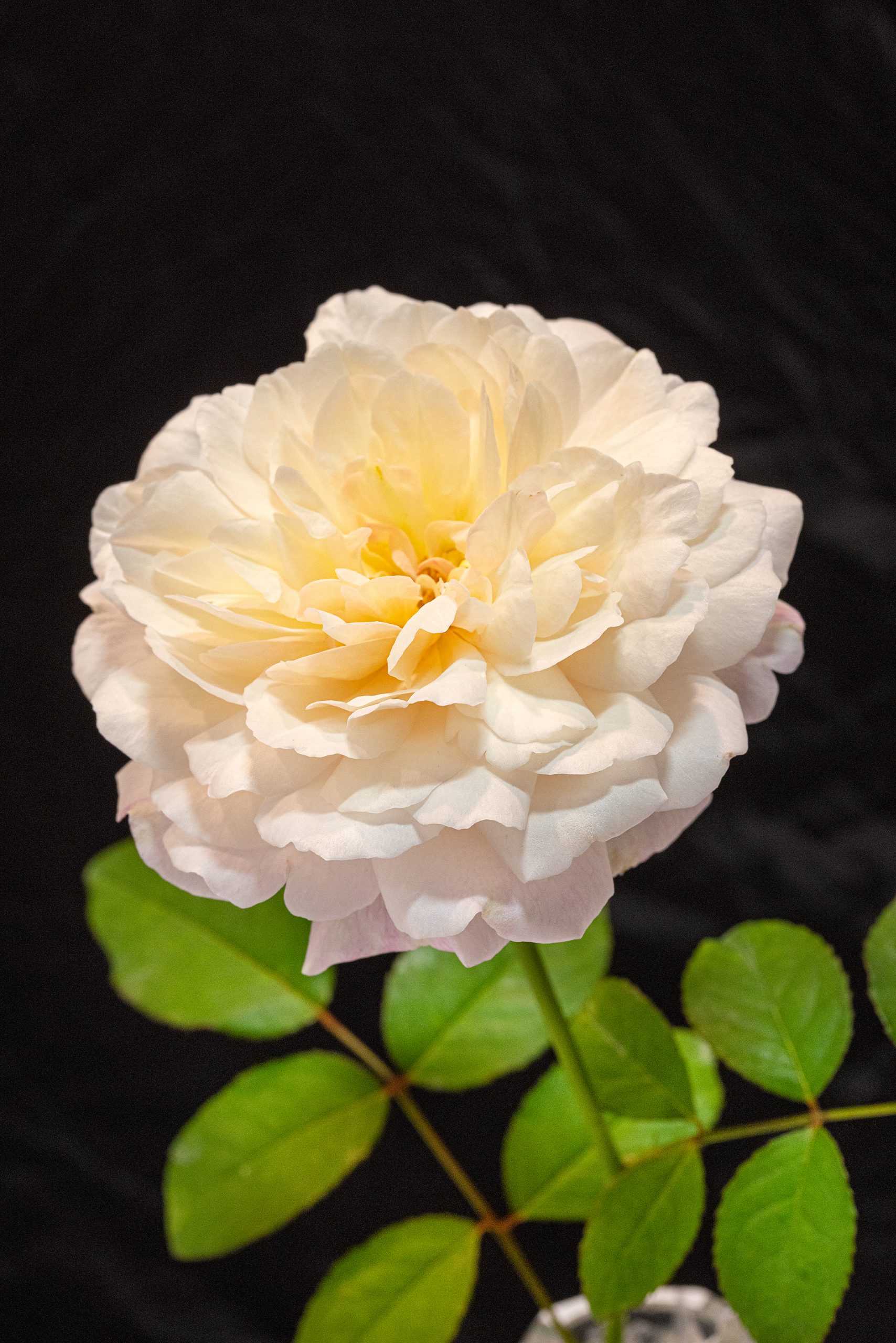 The ‘Coquette Des Blanches’ rose won the most blue ribbons this past year; grown by the Governor’s Mansion.