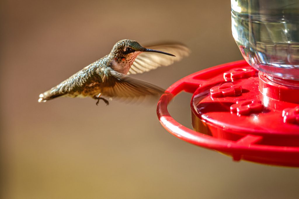 Studies show that relative to size, hummingbirds are faster than a fighter jet and can withstand G-forces that would make the average person pass out. 