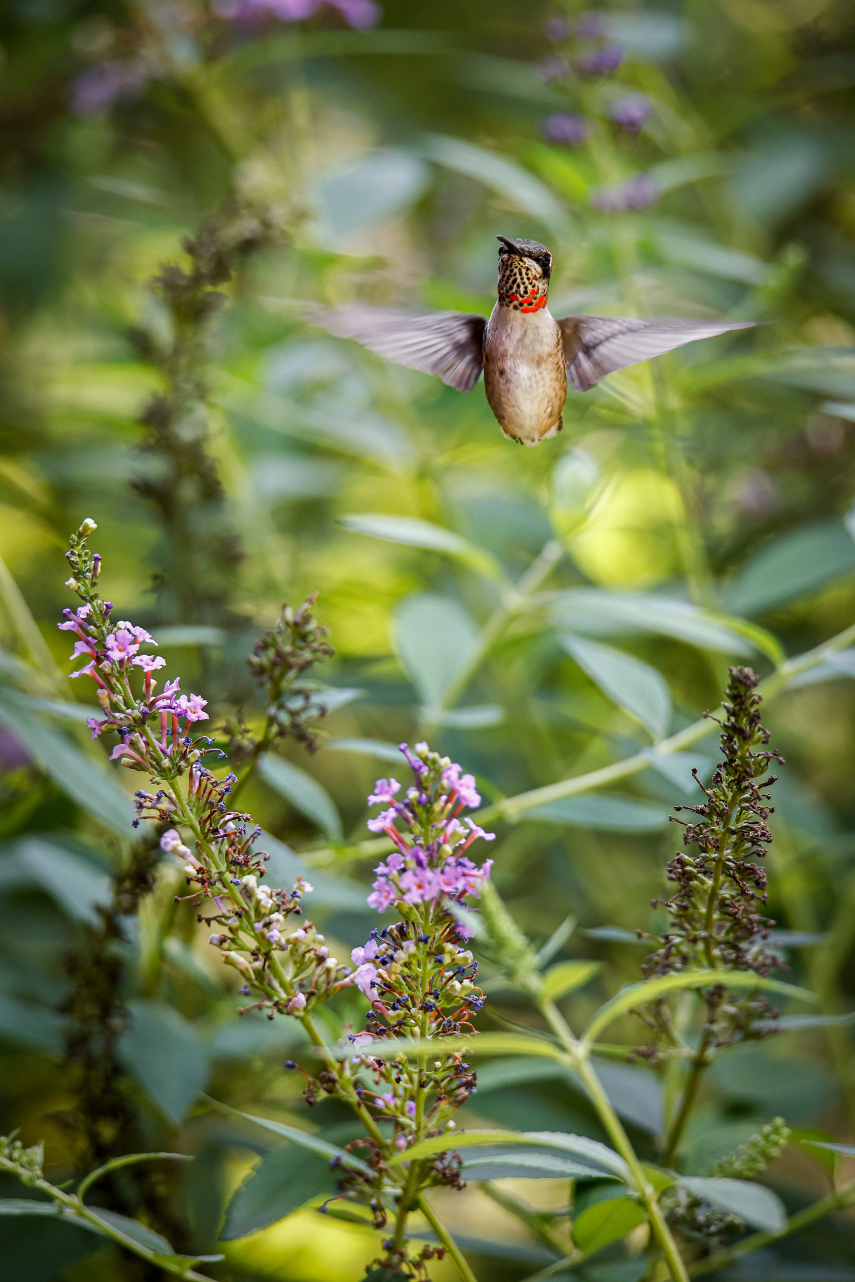 Tiny, tough, and adaptable, hummingbirds are nature’s reminder that small can be extraordinarily powerful. 