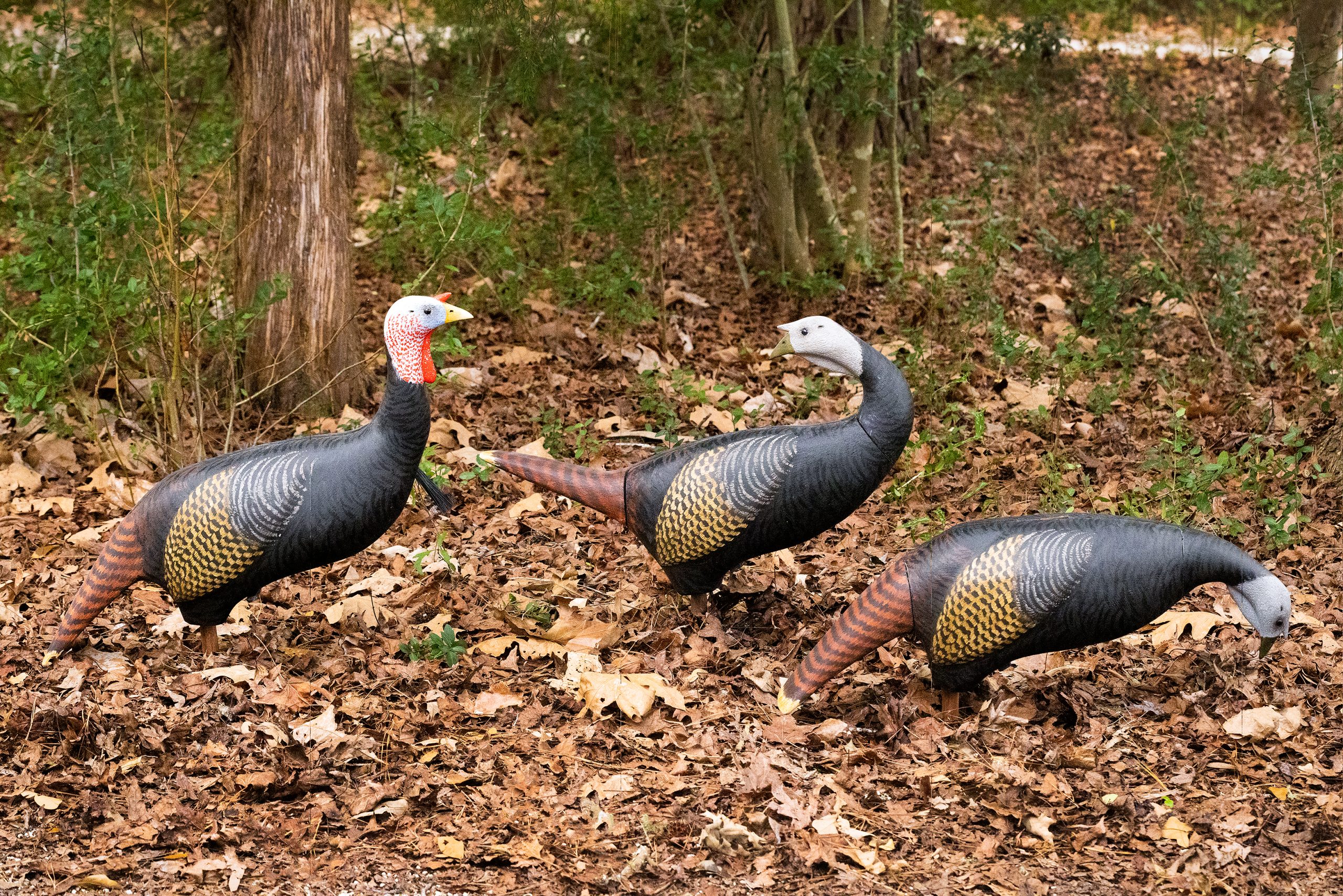 Three decoys in various poses scratching for breakfast help convince a wild turkey to come in closer to the calling hunter hidden nearby. Below: From a rough cut of wood to finished art, Tom combines years of experience with an artistic eye to fashion decoys treasured by his clientele. 
