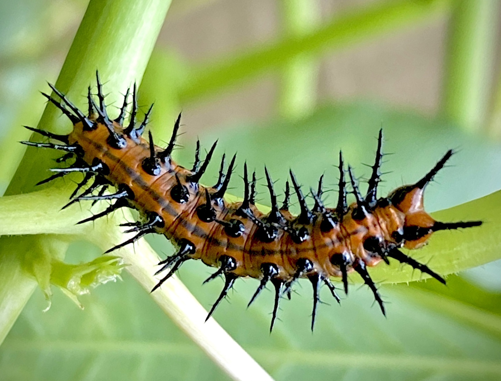 Gulf fritillary caterpillars are rather unsightly little creatures that will, as I discovered, munch through every last leaf on a passion vine!
