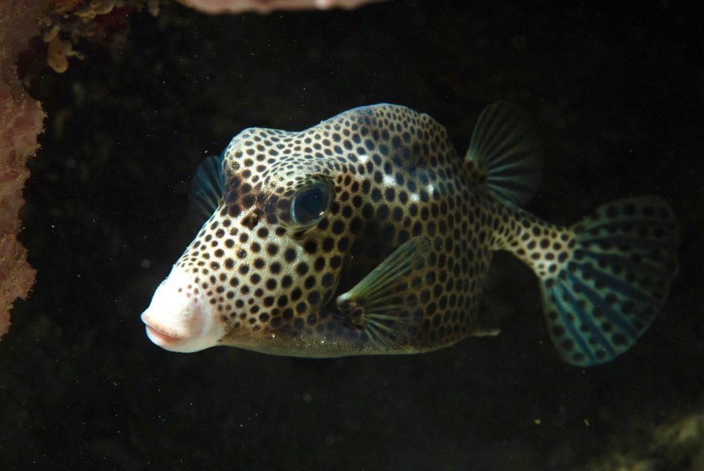 Spotted trunkfish