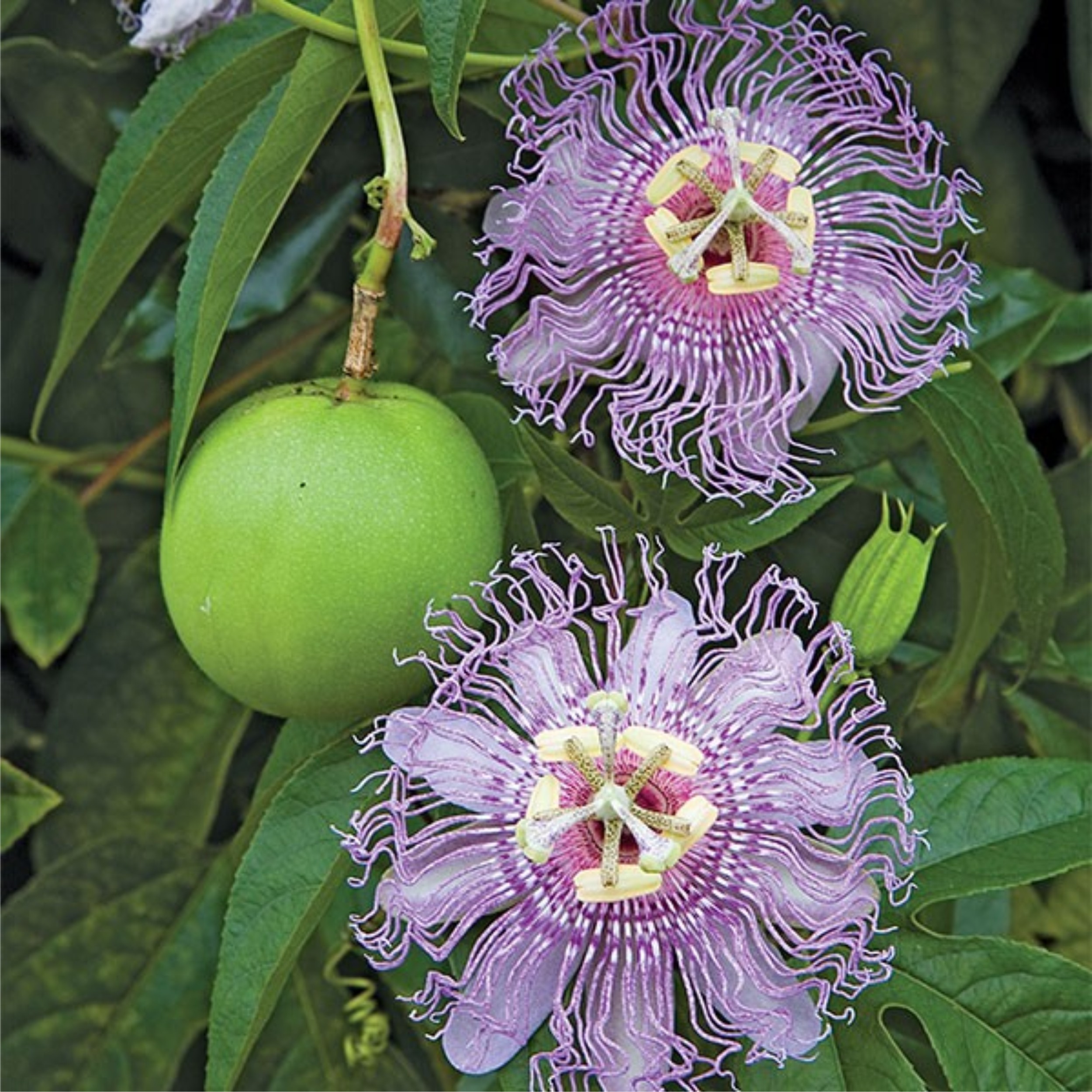 One plant that I have often admired since childhood is the passion vine, which produces an intricate flower called a maypop. This native vine produces the only leaf that the Gulf fritillary caterpillar will eat.

