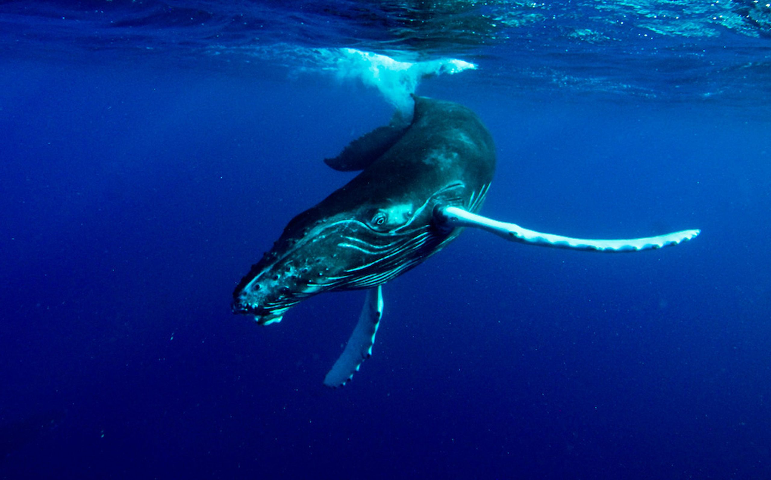 Snorkeling with a humpback whale was a once-in-a-lifetime encounter. Humpback mothers take their young calves to a region of shallow ocean between the Dominican Republic and the Turks and Caicos known as the Silver Banks in winter so they can grow without fear of deep ocean predators. 