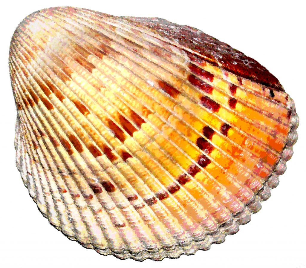 Cockle Named for its visual similarity to the heart’s cockles, or ventricles, the cockle shell epitomizes the image of a seashell most likely conjured up when these gifts of the sea make their way into coastal daydreams. These clam-shaped bivalves measure between just under half an inch to 6 inches and vary significantly in color, covering a spectrum ranging from soft cream to vibrant red hues. Unlike many of their smooth-surfaced counterparts, cockles are identifiable by textured ribbing that runs from their beaks to their fanned bases.