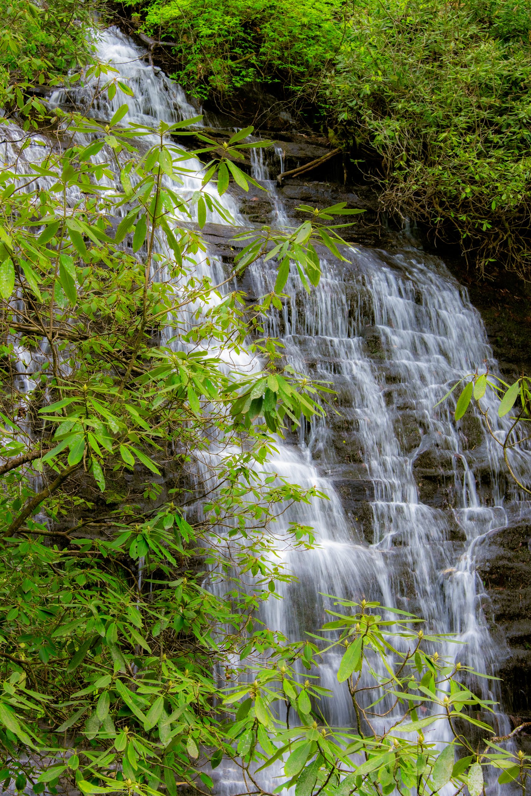 Named for the Spoonauger family who lived nearby along the Chattooga River, the cascading Spoonauger Falls is enveloped by a thicket of rhododendron.