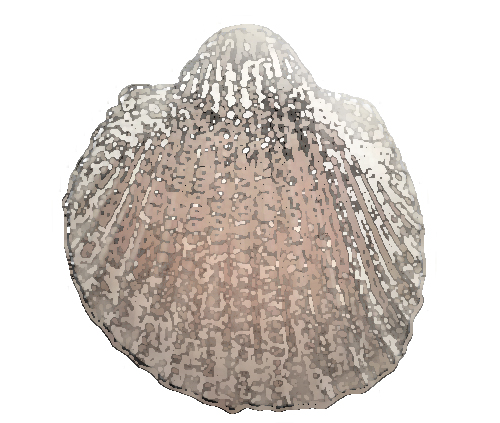 Ark Though arks and cockles both have rounded triangular shapes, a quick comparison of the shells’ interiors is the easiest way to demystify their identities. Whereas the interior rim of an ark clam flattens at the beak, cockle shells remain rounded. Arks, like other clams, also tend to wear a velvety layer of periostracum — a thin, organic covering — atop their ridged exteriors. 