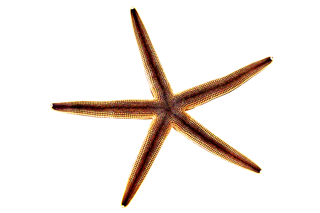 Sea Stars or Starfish  Though widely recognized on beaches around the world, the roughly 2,000 species of sea stars have a bit of an identity crisis on their hands. Because they do not have fins, gills, or scales, they are not fish at all — nor are they of the traditional seashell family since they do not have a hard outer shell. Instead, they belong to a family of invertebrate marine animals called echinoderms, along with sea urchins and sand dollars. These fabled faux fish are most commonly equipped with five suction-cupped arms, though some have been known to boast 10 or more. A sea star with fewer than five arms may concern you at first glance, but don’t worry — live starfish have regenerative superpowers that allow them to build back their own bodies.  Although sea stars are very squarely not fish, they do need to stay in salt water to survive. As far as landlocked sea star rescue efforts go, Ann recommends lending a helping hand whenever you can. “If you try to put it back into the ocean gently, I think you make a difference, give it a second chance at life.” 