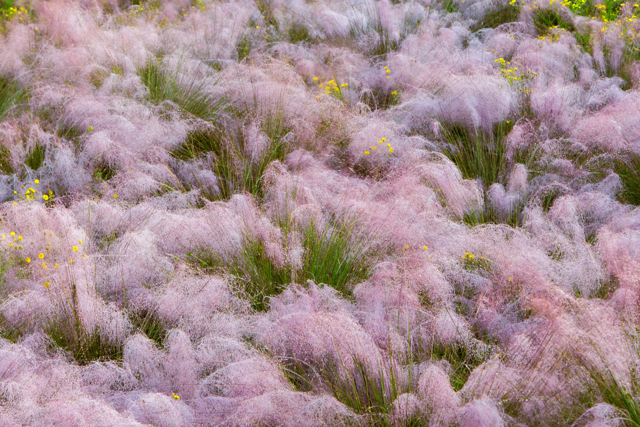  Dew at dawn covers the flowering stems of pink muhly grass growing behind the dune line. The grass stems are used by the sweetgrass basket artisans, whose baskets decorate the alleys, roadsides, and corner markets in the Charleston area. 
