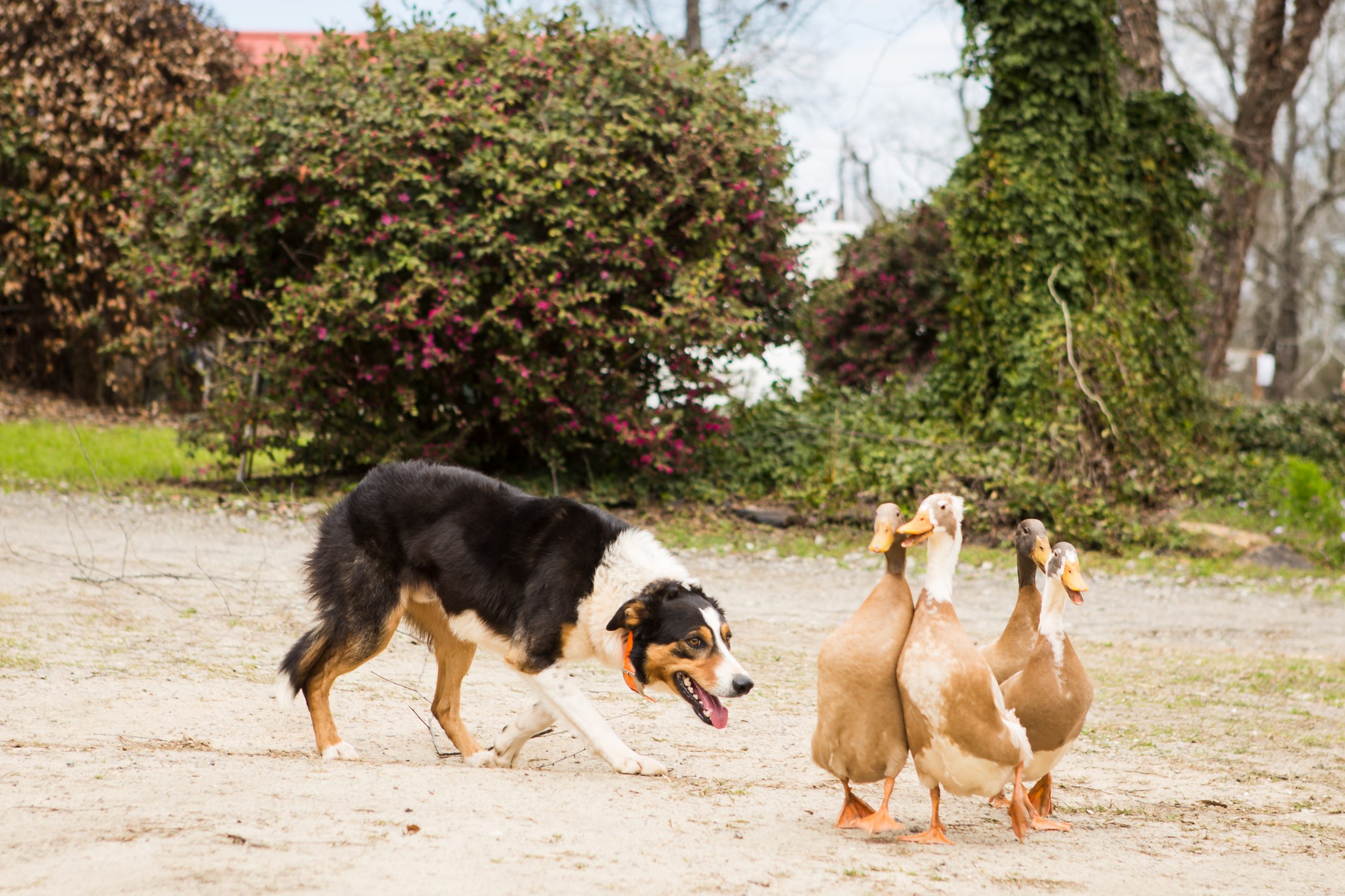 Red Creek Farm comes with dogs and ducks for the border collie demonstration on sheep shearing day every year in the spring. Photography courtesy of Julie Jackson Prickett