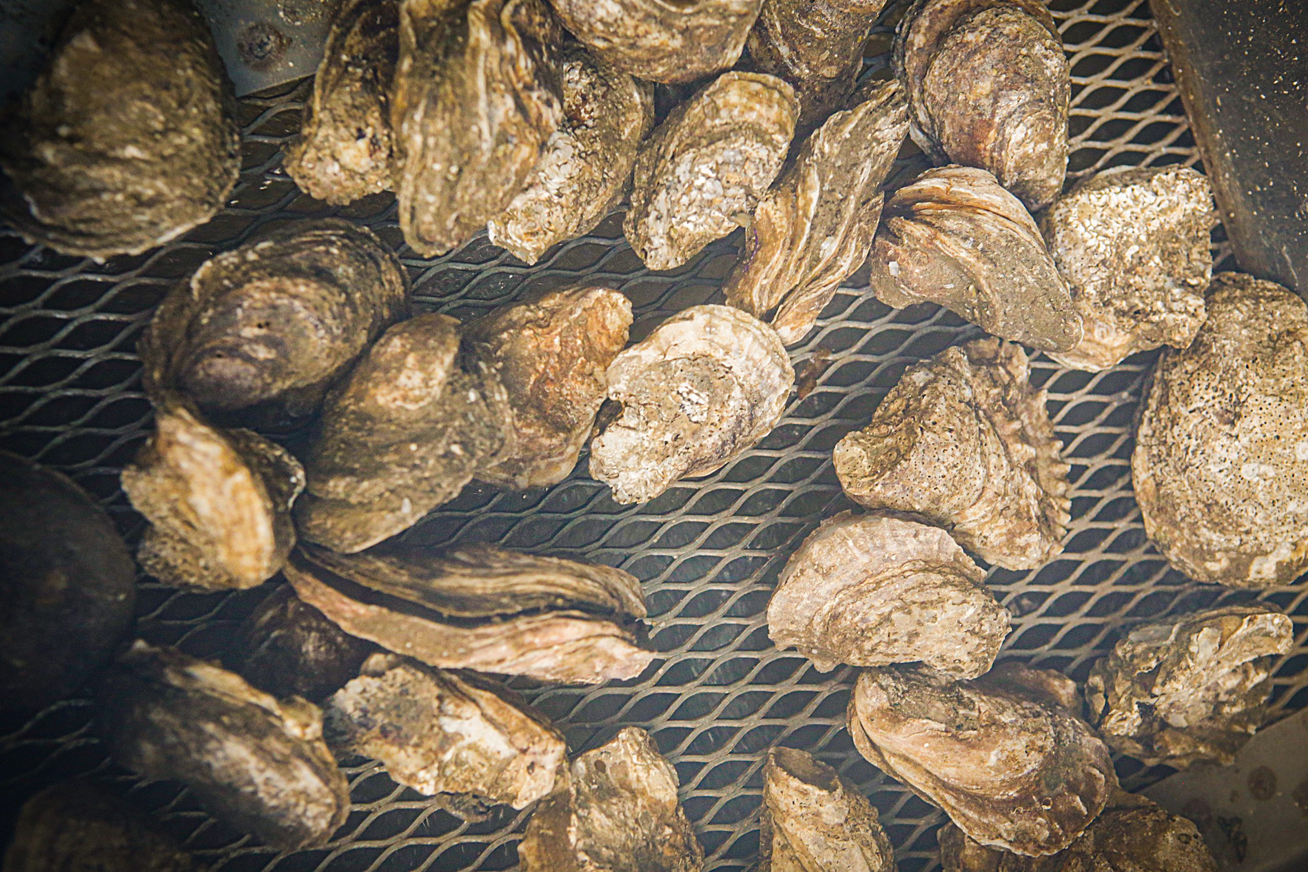 After 12 to 16 months — during which time the oysters are constantly rotated, sorted, and otherwise monitored — harvest time is at hand. These salty delicacies, measuring about 3 inches long, are then distributed to restaurants and retailers.  Photography by Robert Clark
