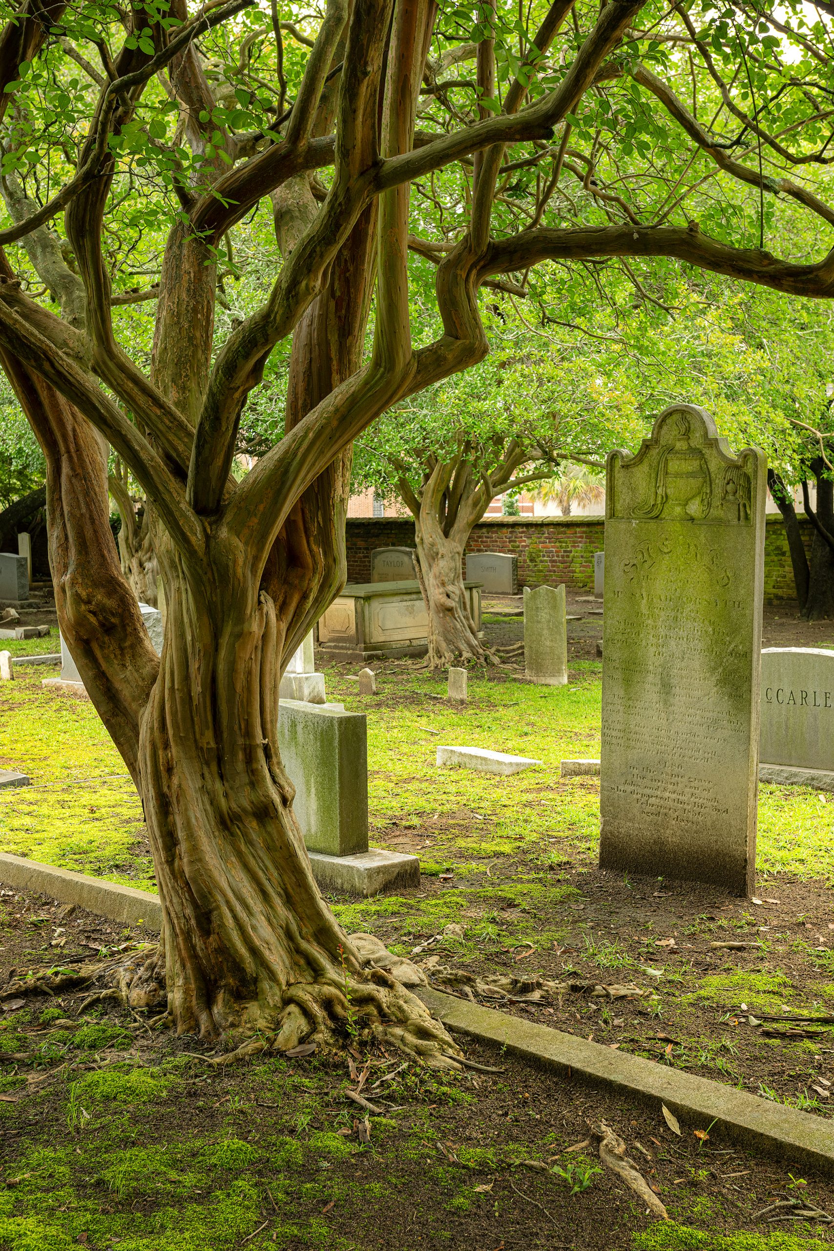 A place to rest and a final resting place are enriched by the planting of legacy live oaks and crepe myrtles.