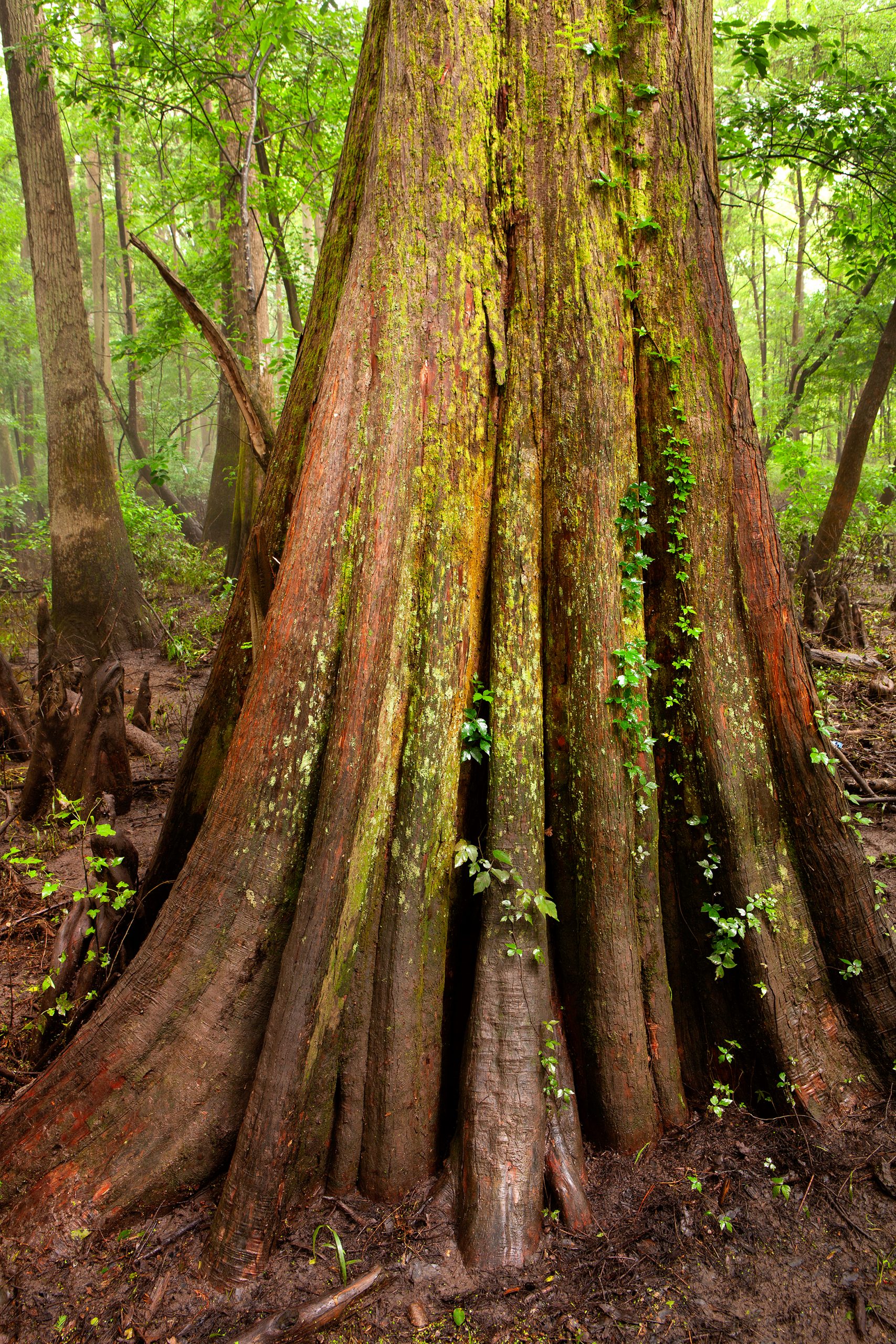 Protected by the visions of conservationists, towering bald cypress and numerous champion state trees in Congaree National Park allow visitors to experience the magnitude of nature’s unlimited potential.