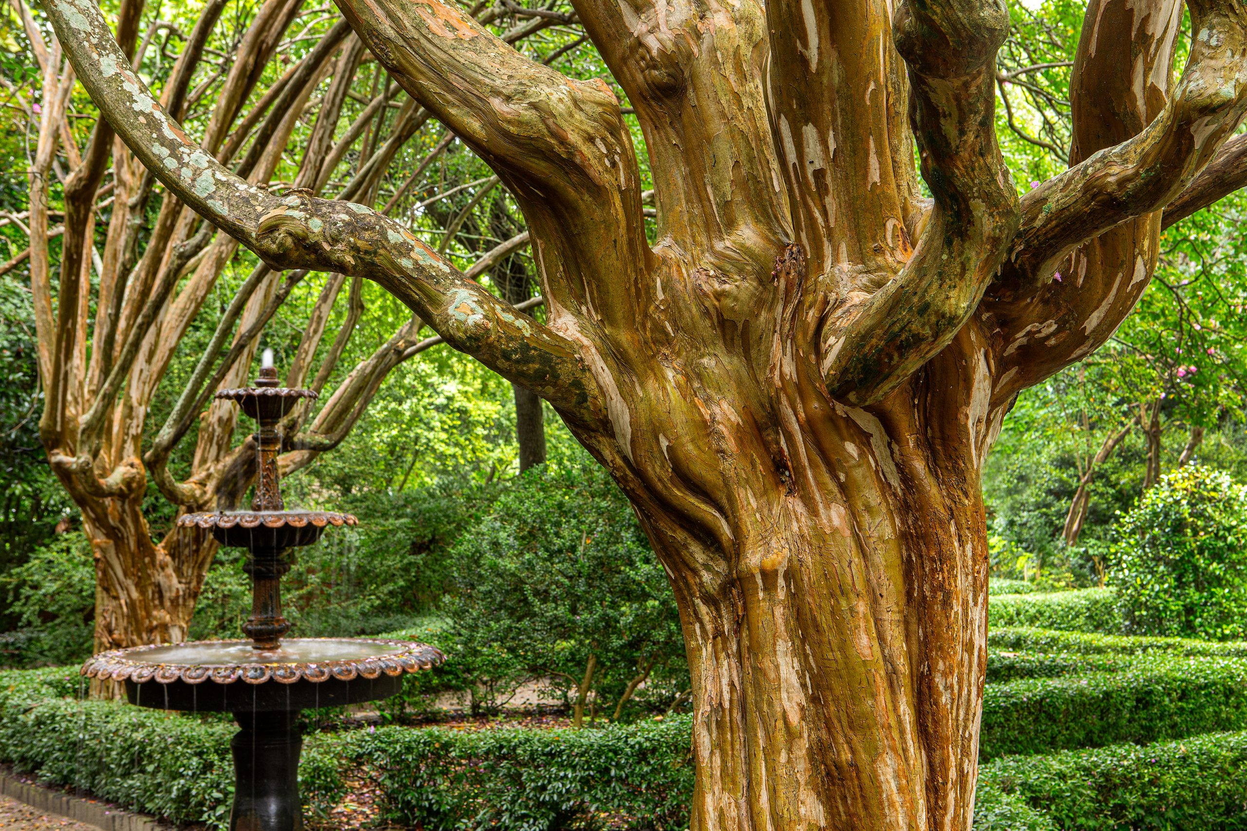  In 1790, the crepe myrtle was first introduced to America in Charleston. These ancient legacy trees frame a garden fountain at the Governor’s Mansion in Columbia.