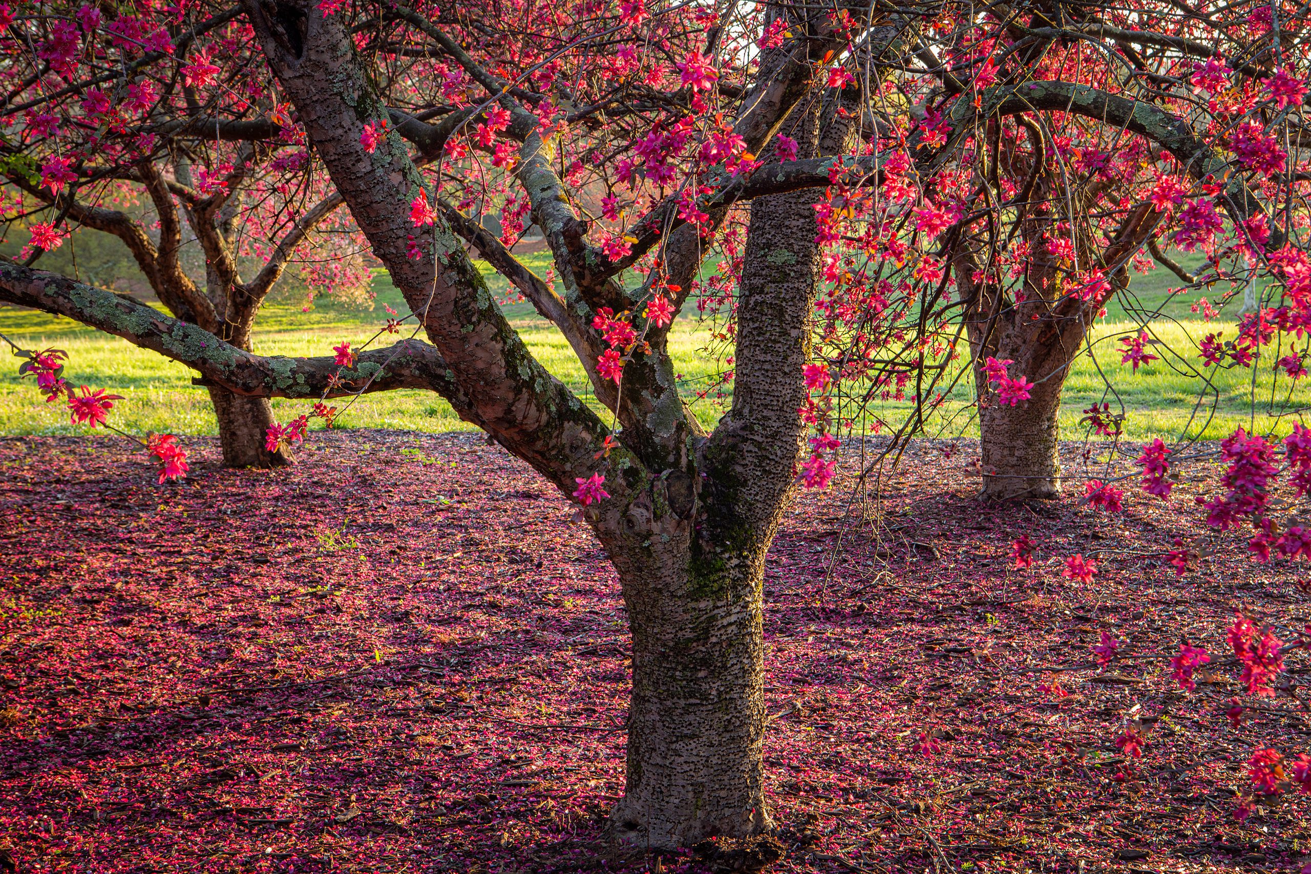 Roger Milliken’s foresight rewards us with a grove of flowering crabapple.
