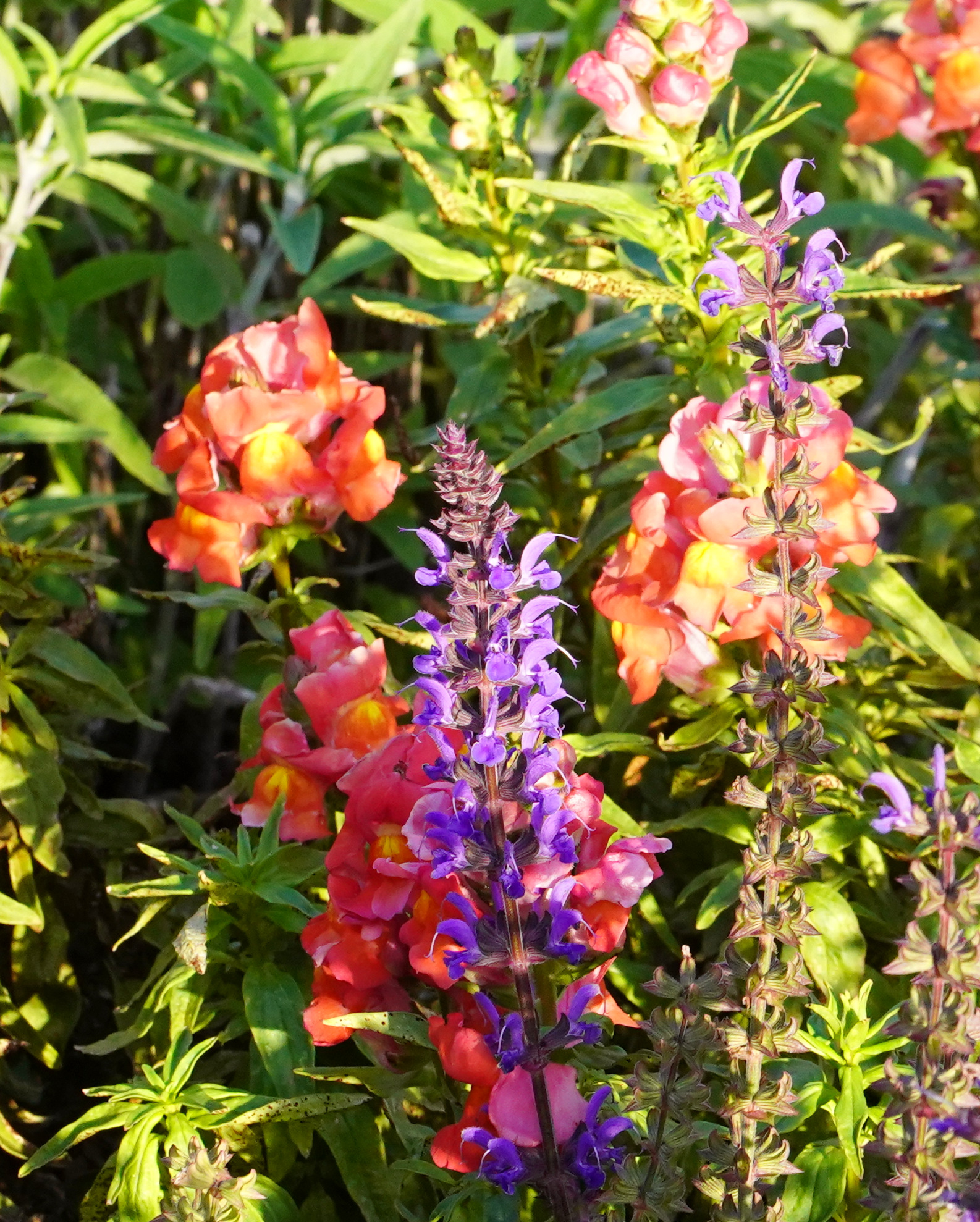 Snapdragons and purple salvia in the pollinator garden.