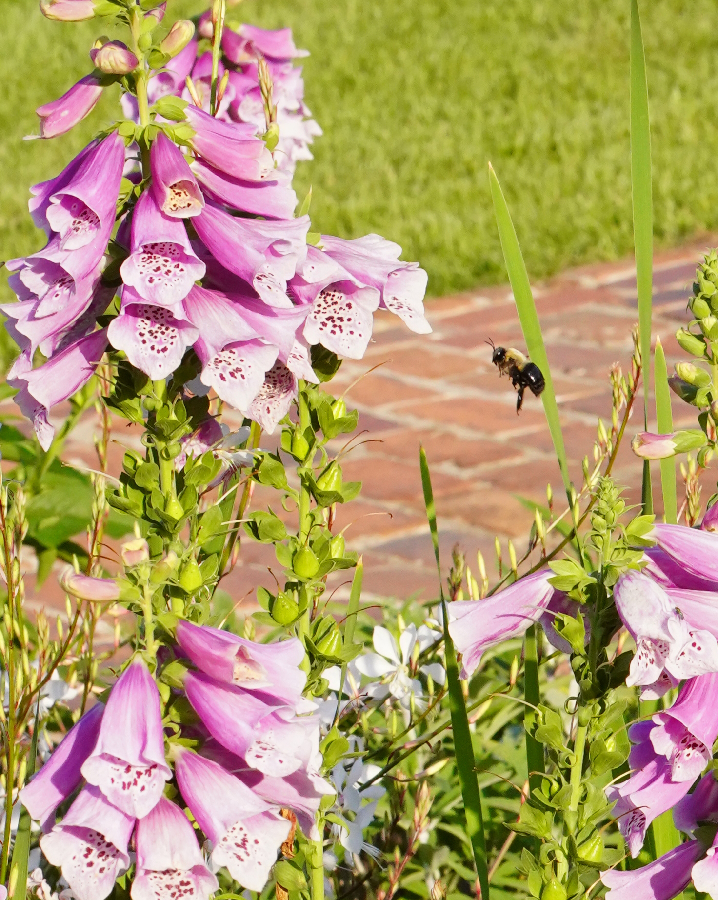 Hollyhocks are tall, showy flowers that are a great choice for the pollinator garden.
