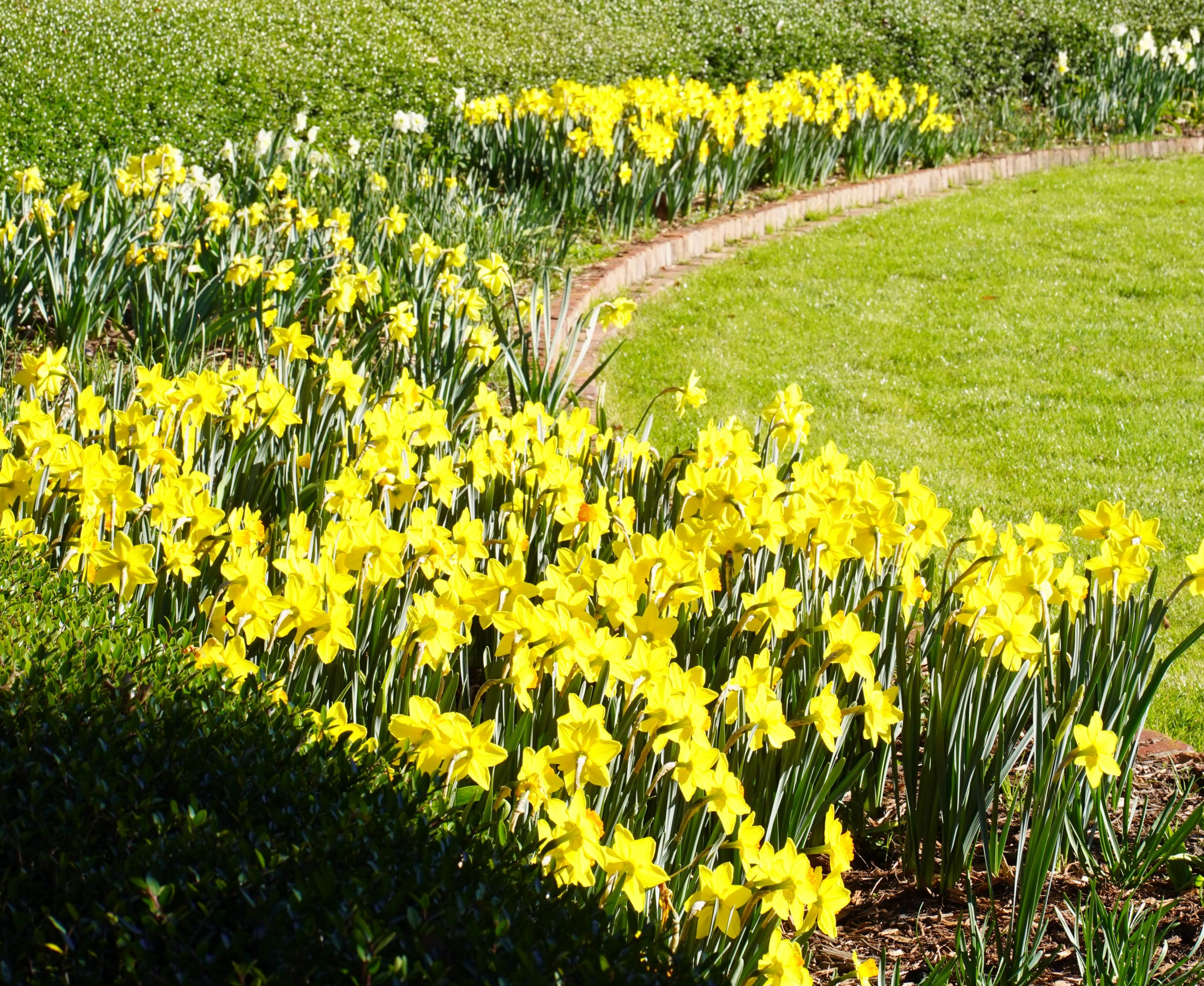 A spectacular bulb garden, donated and maintained by the Columbia Garden Club, surrounds the large lawn with more than 5,000 daffodils and daylilies. 
