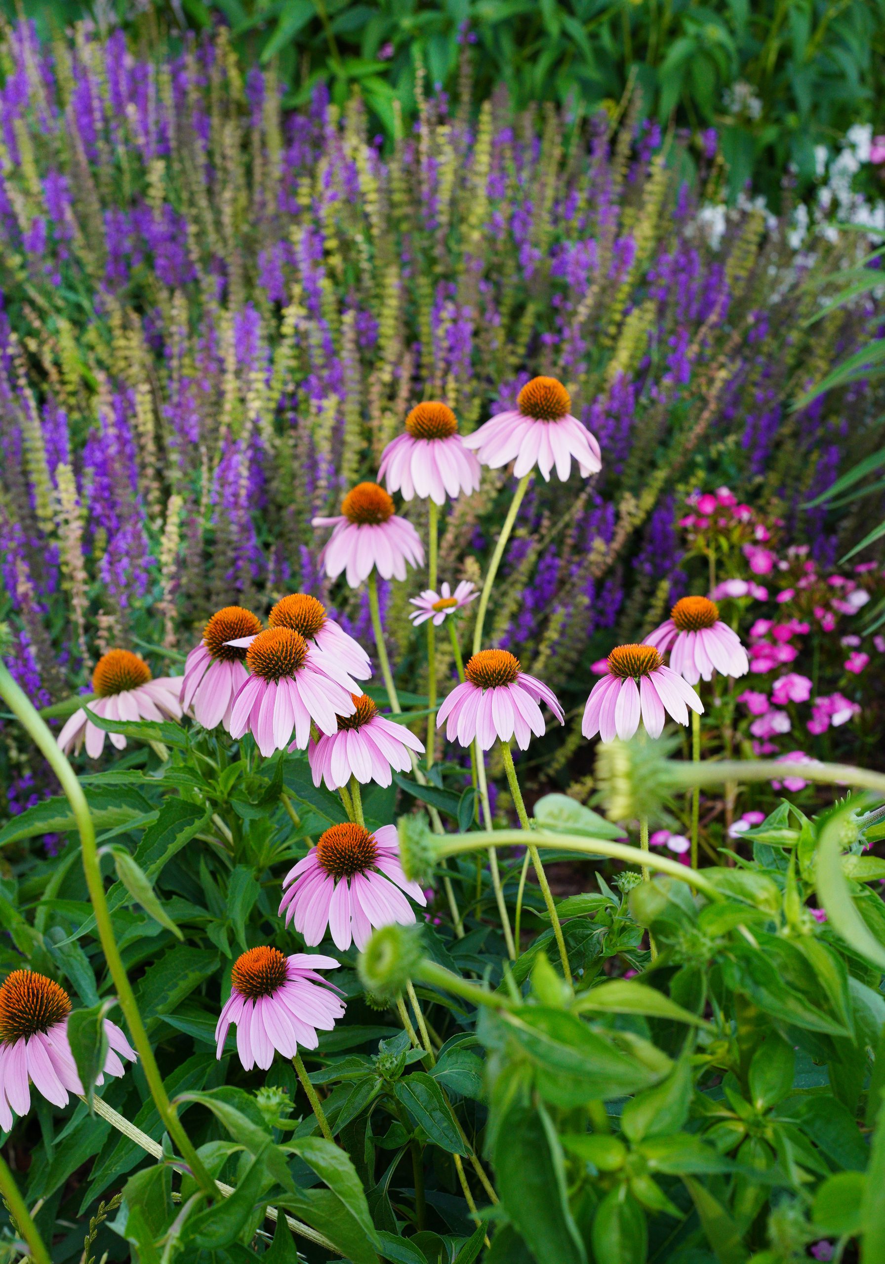 Purple coneflowers attract butterflies, hummingbirds, and bees.