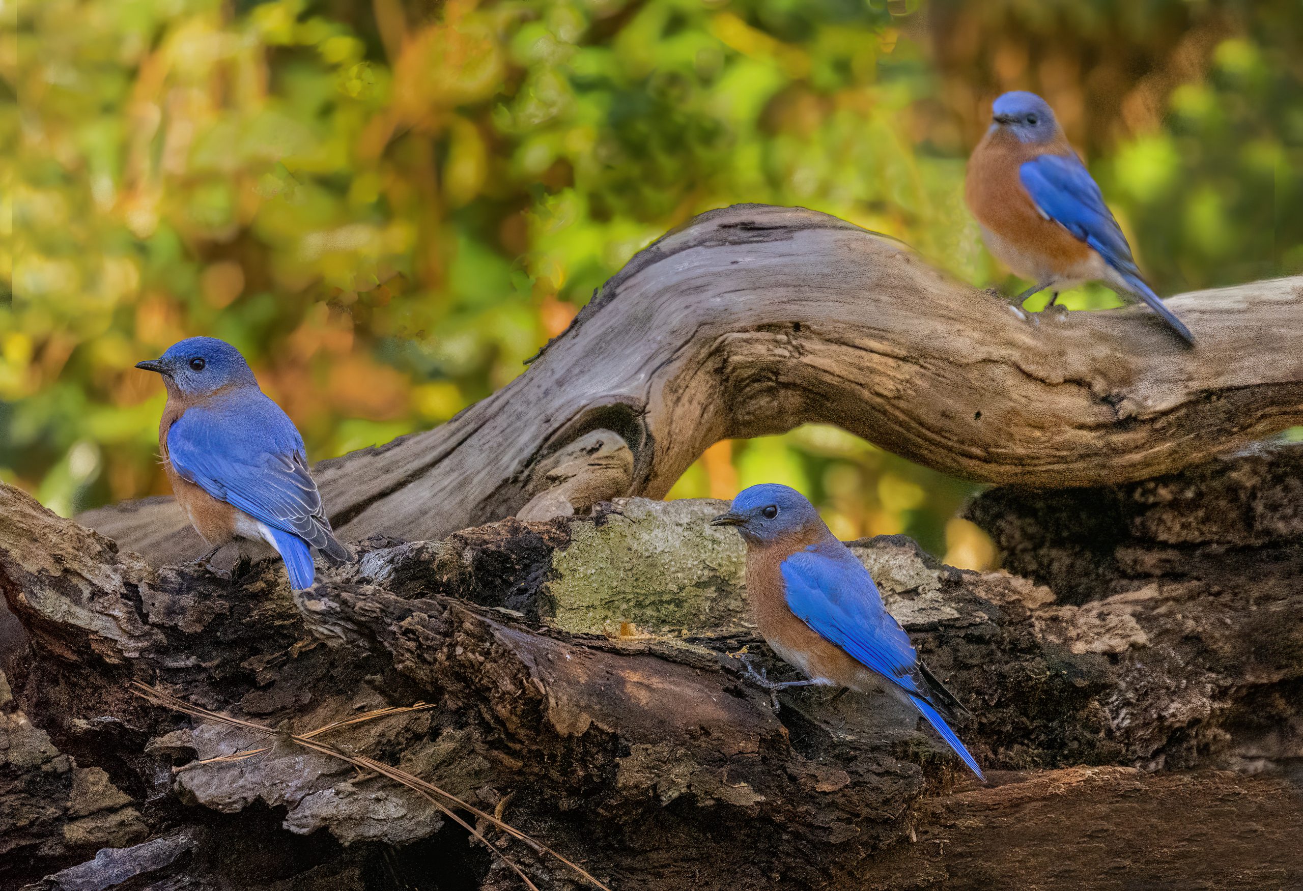 While photographing in a backyard habitat, we were very surprised to see three male bluebirds land on the same area at one time and seemingly pose for a moment, all looking the same direction. We had never seen this before — what a treat!
