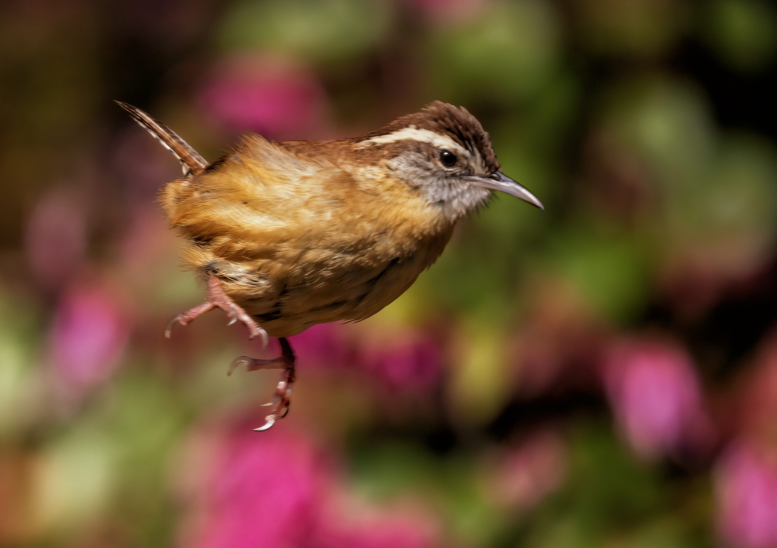 The South Carolina state songbird, the Carolina wren, jumps down from one perch to another. 