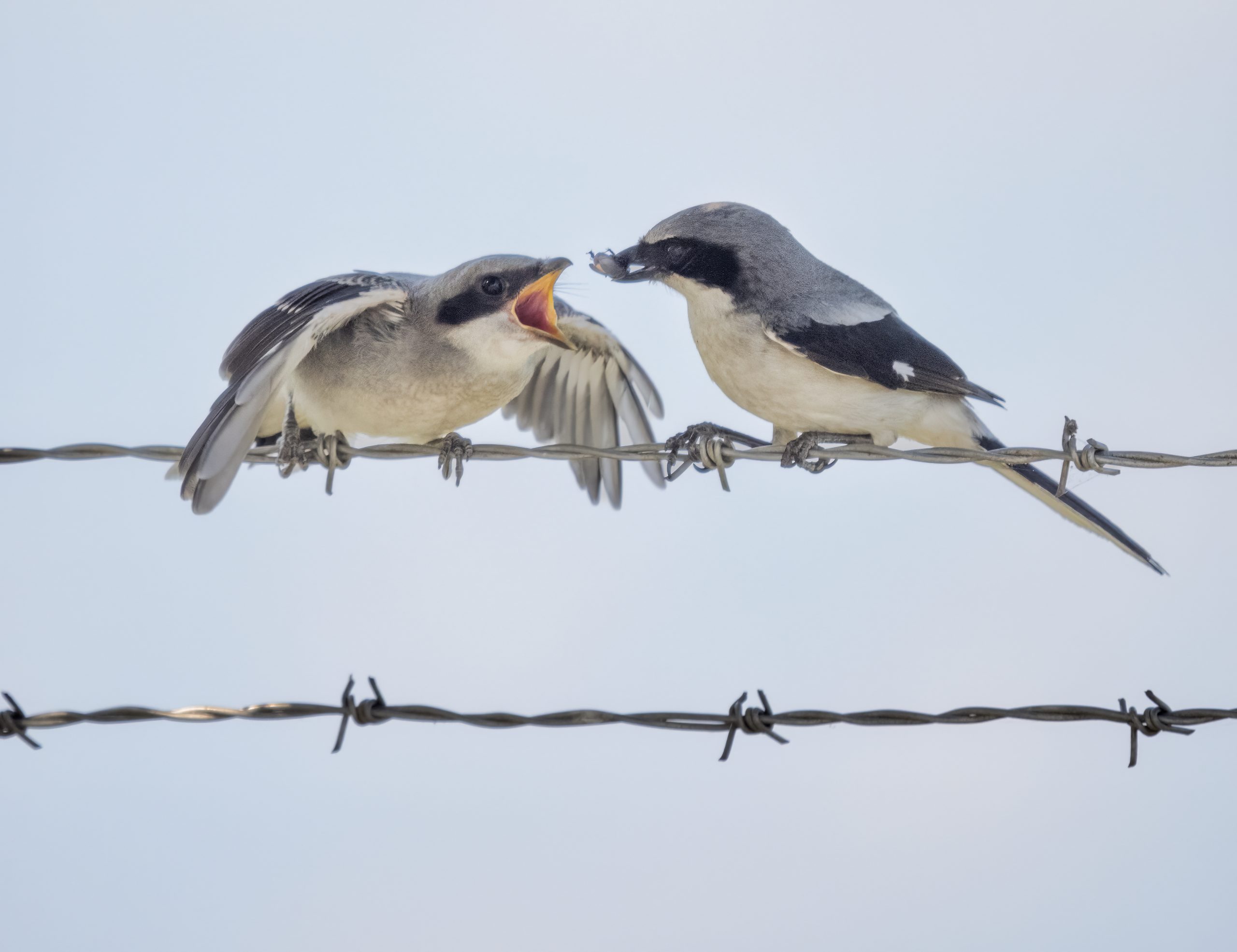A juvenile loggerhead shrike, on the left, is perched on barbed wire begging for the adult on the right to feed it. These birds commonly impale the insects they catch on a sharp or thorny area, including barbed wire, so that their prey is unable to move and easier to eat at a later time. 