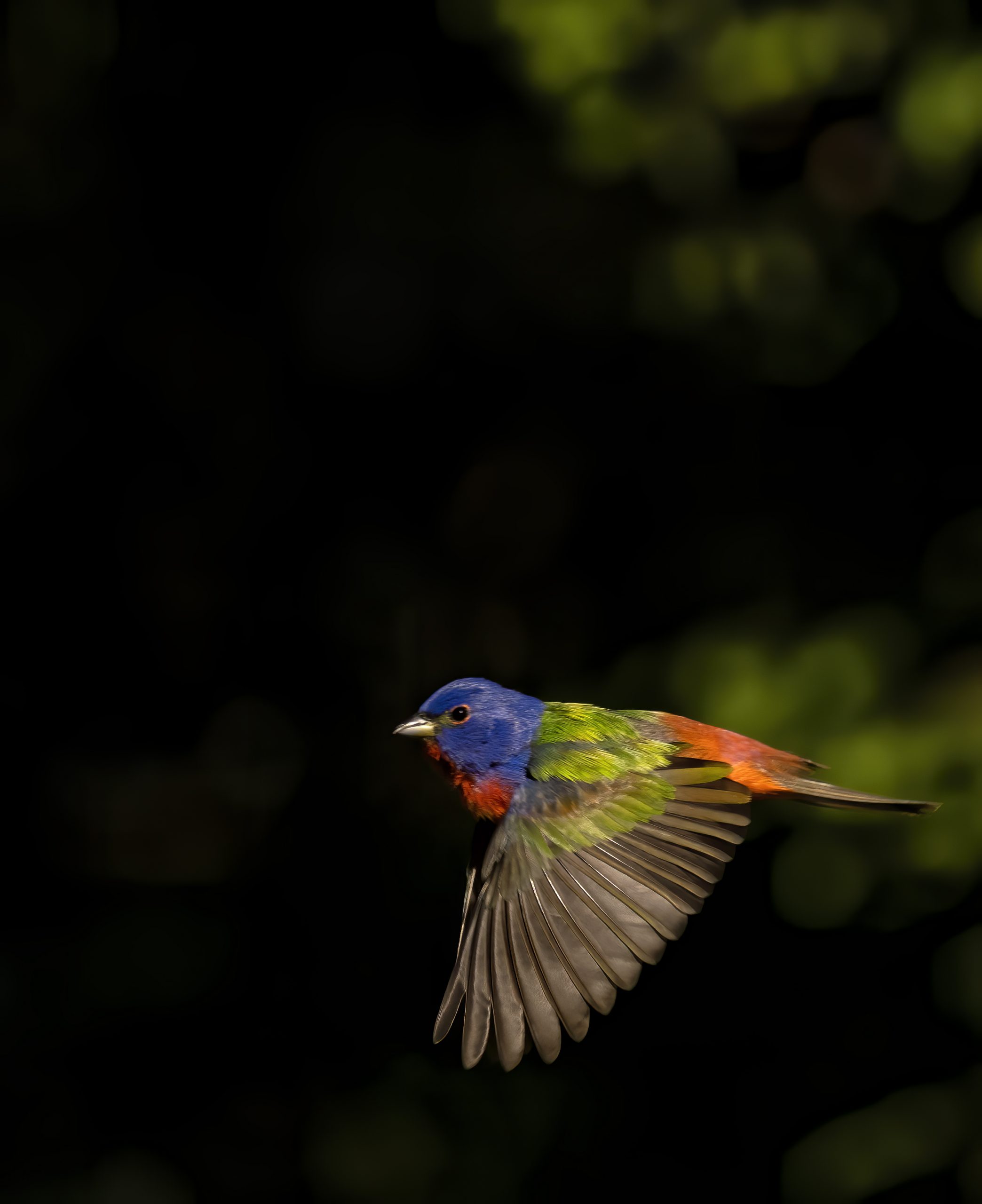 The male painted bunting is said to be in the French language nonpareil, meaning without equal. This bird’s plumage is truly spectacular; we call it a flying paintbrush. The females are a bright yellow-green.